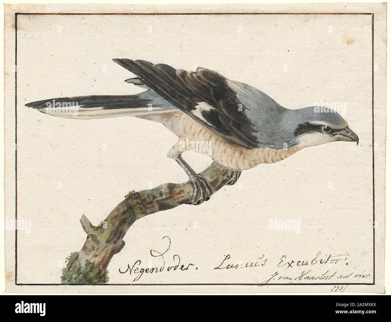 Lanius excubitor, stampa il grande grigio shrike (Lanius excubitor), noto come northern shrike in Nord America, è un grande songbird specie nella famiglia shrike (Laniidae). Esso forma una superspecies con la sua parapatric parenti meridionale, la Iberica shrike grigio (L. meridionalis), il Cinese shrike grigio (L. sphenocerus) e le tartarughe shrike (L. ludovicianus). Maschi e femmine sono simili nel piumaggio, grigio perla sopra con un occhio nero-maschera e underparts bianchi., 1753-1834 Foto Stock