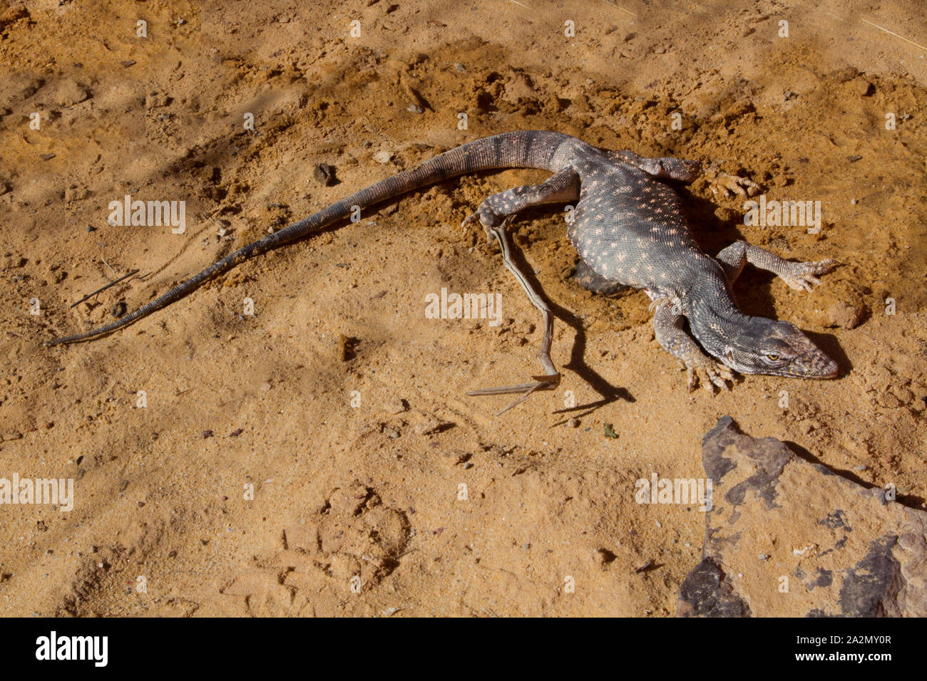 Monitor del deserto, Varanus griseus כוח אפור Foto Stock