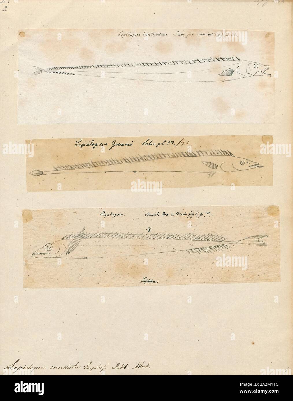 Lepidopus caudatus, stampa i pesci sciabola (anche frostfish, beltfish), Lepidopus caudatus, è un cutlassfish della famiglia Trichiuridae trovati in tutta la temperata mari del mondo. Esso cresce di oltre 2 metri (6 ft 7 in) di lunghezza., 1700-1880 Foto Stock