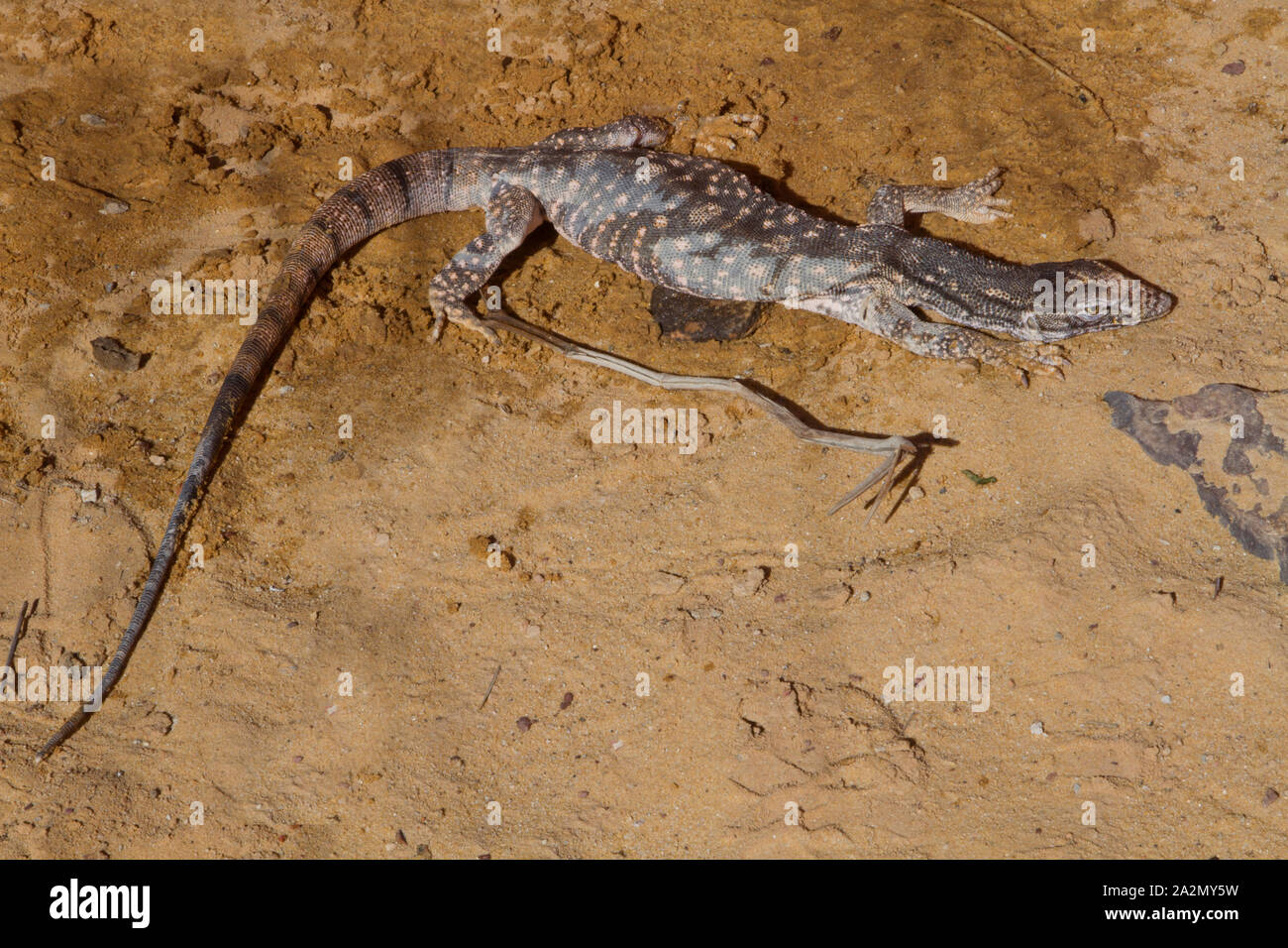 Monitor del deserto, Varanus griseus כוח אפור Foto Stock