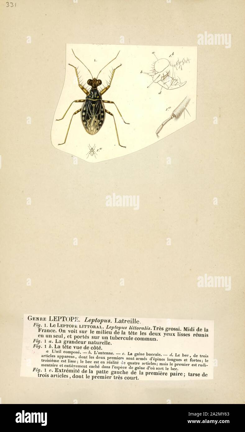 Leptopus, stampa Leptopus, il maidenbushes, sono un gruppo di piante in fioritura delle piante famiglia Phyllanthaceae prima descritto come un genere nel 1836. Come è attualmente costituito, è nativo di Asia meridionale dal Caucaso est a Cina e Maluku Foto Stock