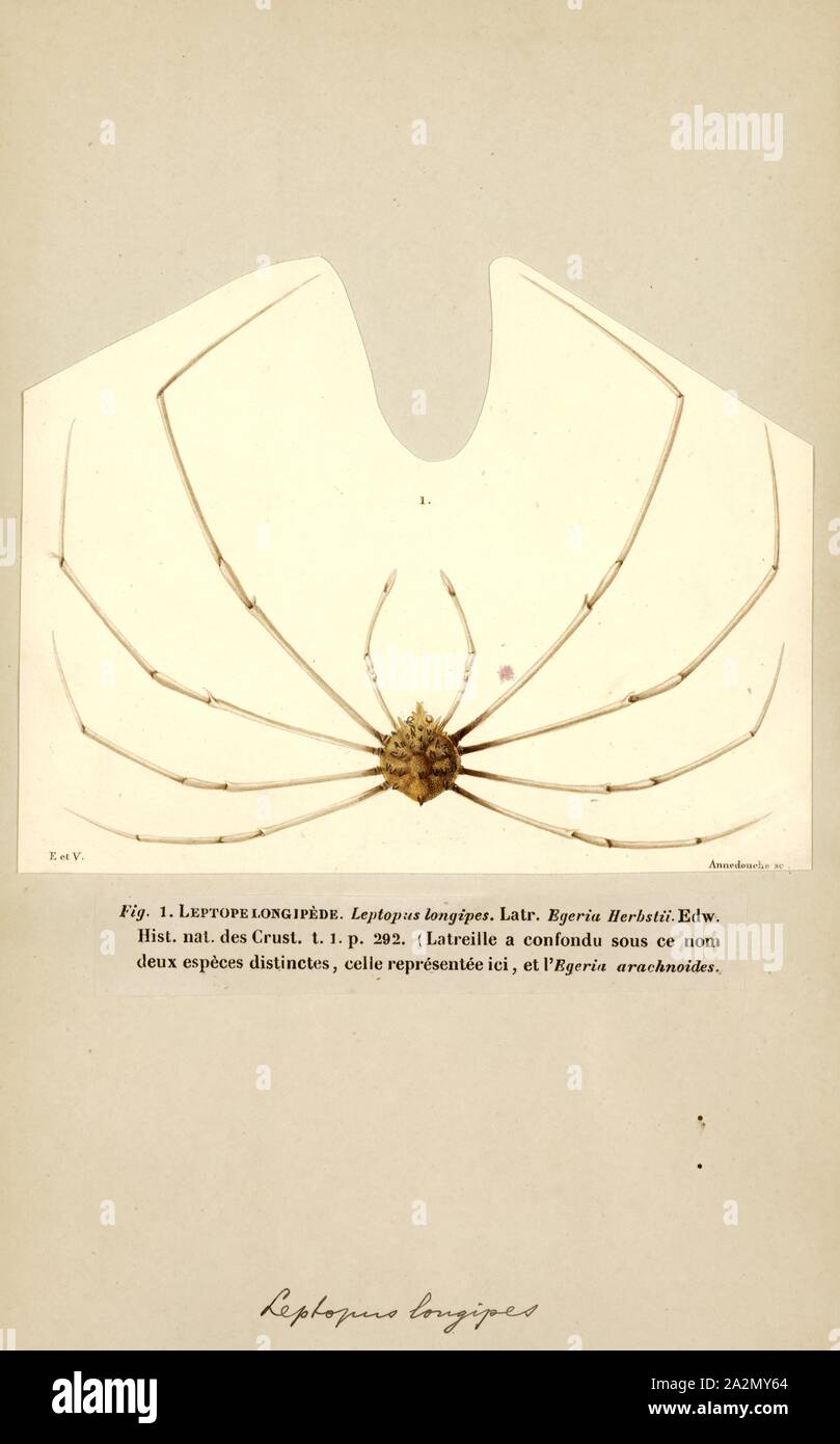 Leptopus longipes, stampa Leptopus, il maidenbushes, sono un gruppo di piante in fioritura delle piante famiglia Phyllanthaceae prima descritto come un genere nel 1836. Come è attualmente costituito, è nativo di Asia meridionale dal Caucaso est a Cina e Maluku Foto Stock