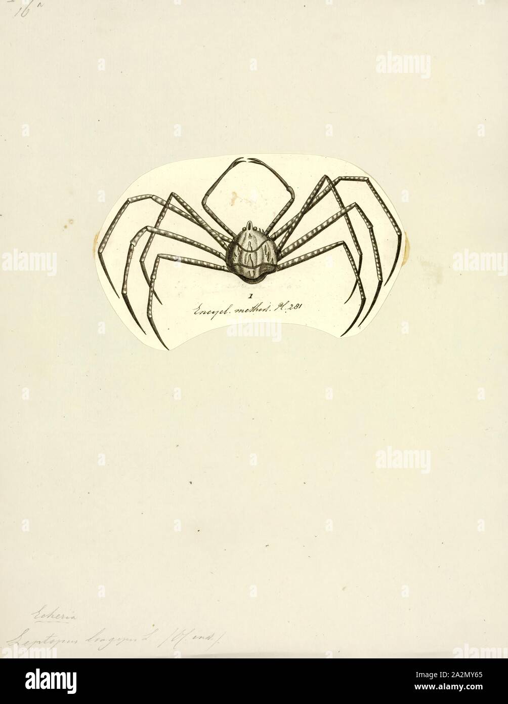 Leptopus longipes, stampa Leptopus, il maidenbushes, sono un gruppo di piante in fioritura delle piante famiglia Phyllanthaceae prima descritto come un genere nel 1836. Come è attualmente costituito, è nativo di Asia meridionale dal Caucaso est a Cina e Maluku Foto Stock