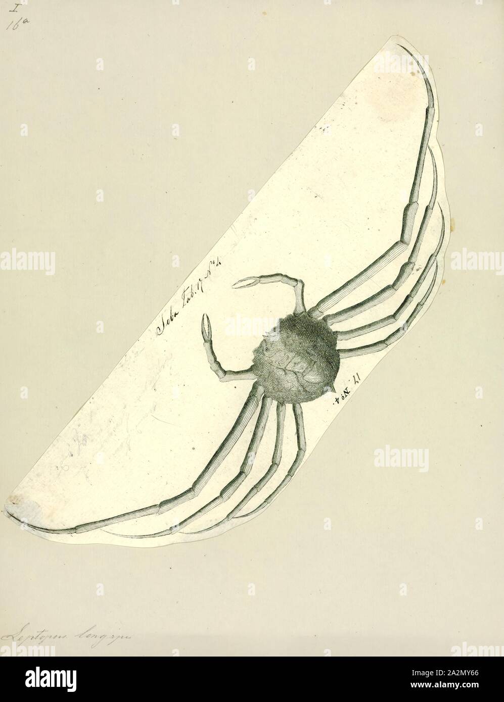 Leptopus longipes, stampa Leptopus, il maidenbushes, sono un gruppo di piante in fioritura delle piante famiglia Phyllanthaceae prima descritto come un genere nel 1836. Come è attualmente costituito, è nativo di Asia meridionale dal Caucaso est a Cina e Maluku Foto Stock