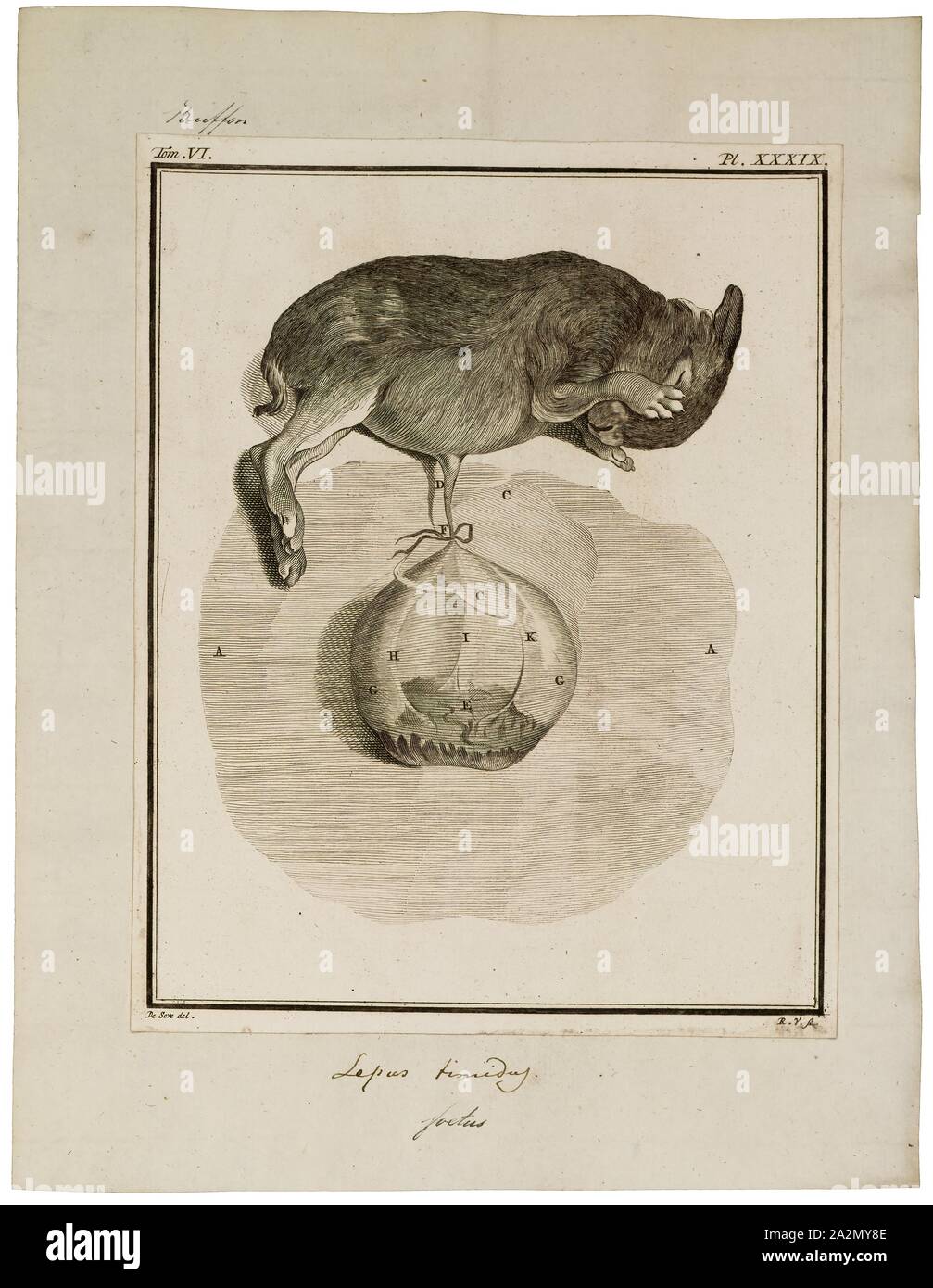 Lepus timidus, Stampa La montagna lepre (Lepus timidus), anche noto come blu di lepre, la tundra lepre variabile, lepre, white hare, neve lepre, lepre alpina e lepre irlandese, è un Palearctic lepre che è in gran parte atta a polare e habitat montuoso., feto Foto Stock