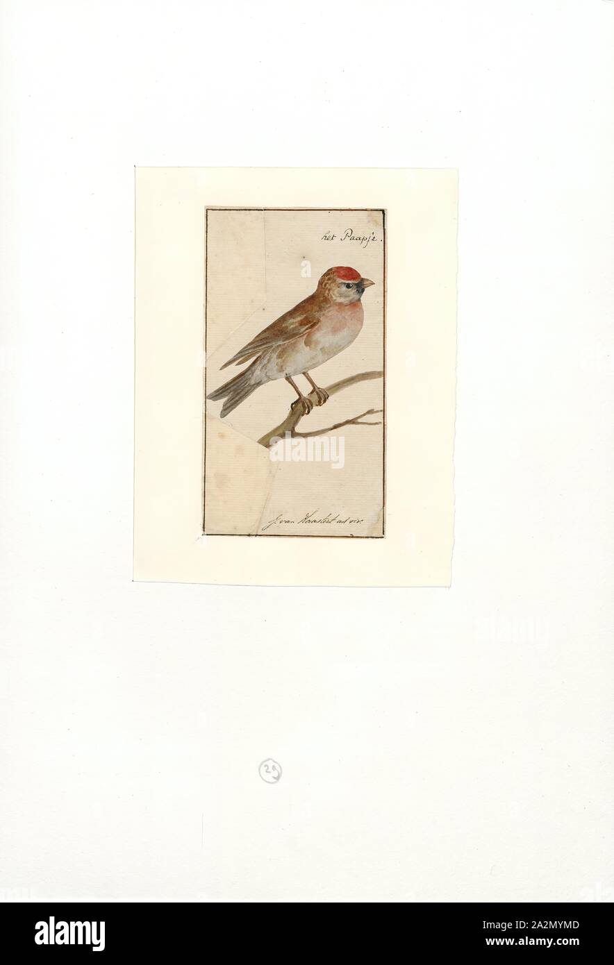 Linaria linaria, Stampa, LINARIA è un genere di 150 specie di piante da fiore, uno dei diversi gruppi correlati comunemente chiamato toadflax. Essi sono annuari e piante erbacee perenni, e il genere più grande nella tribù Antirrhineae della piantaggine famiglia Plantaginaceae., 1753-1834 Foto Stock