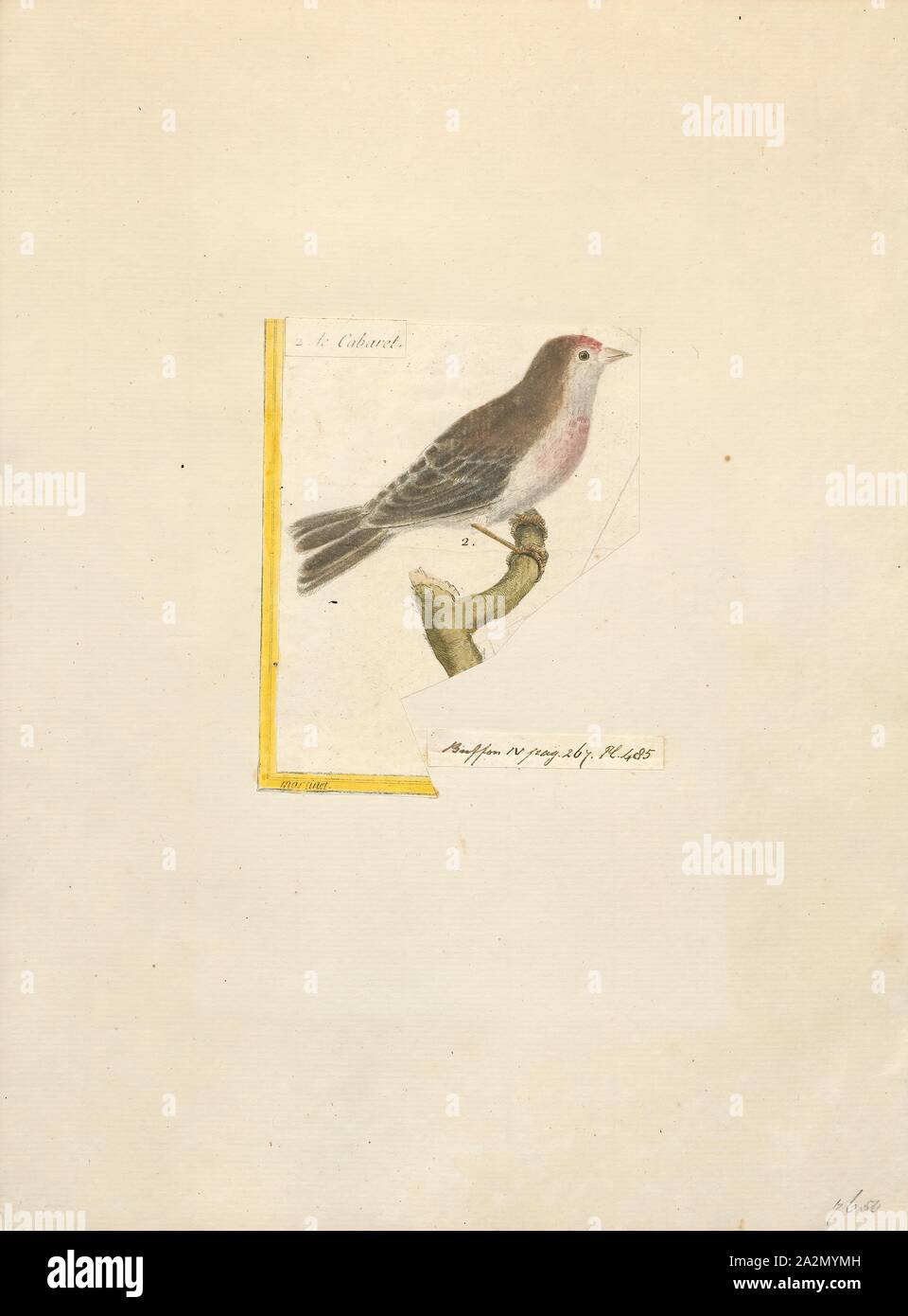 Linaria rufescens, Stampa, LINARIA è un genere di 150 specie di piante da fiore, uno dei diversi gruppi correlati comunemente chiamato toadflax. Essi sono annuari e piante erbacee perenni, e il genere più grande nella tribù Antirrhineae della piantaggine famiglia Plantaginaceae., 1700-1880 Foto Stock