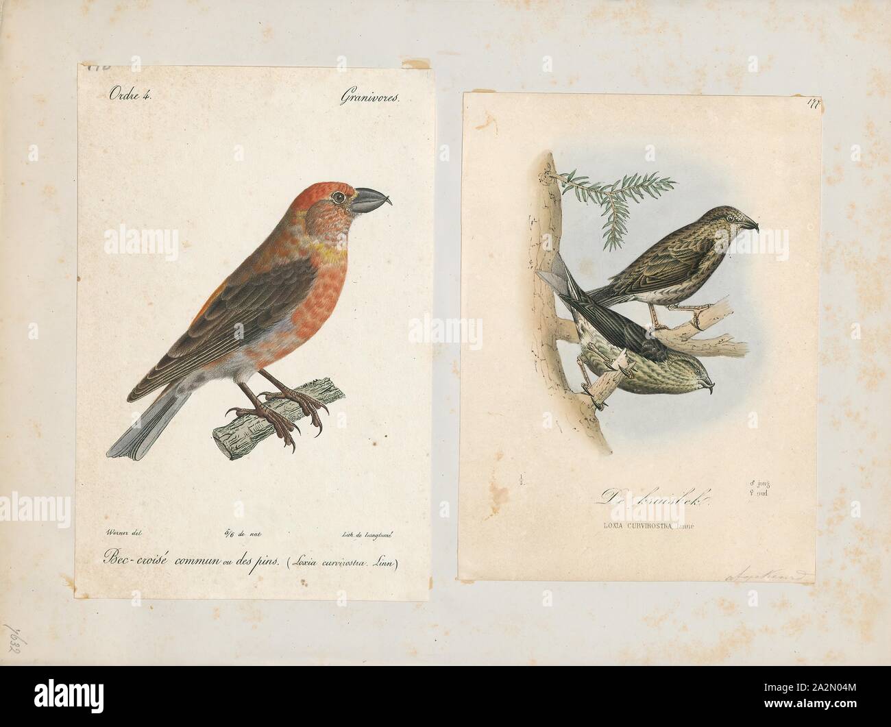 Loxia curvirostra, stampa red crossbill (Loxia curvirostra) è un piccolo uccello passerine in finch famiglia Fringillidae, noto anche come il common crossbill in Eurasia. Crossbills hanno particolari mandibole, attraversato in corrispondenza delle punte che permettono loro di estrarre i semi dal coni di conifere e altri frutti Foto Stock