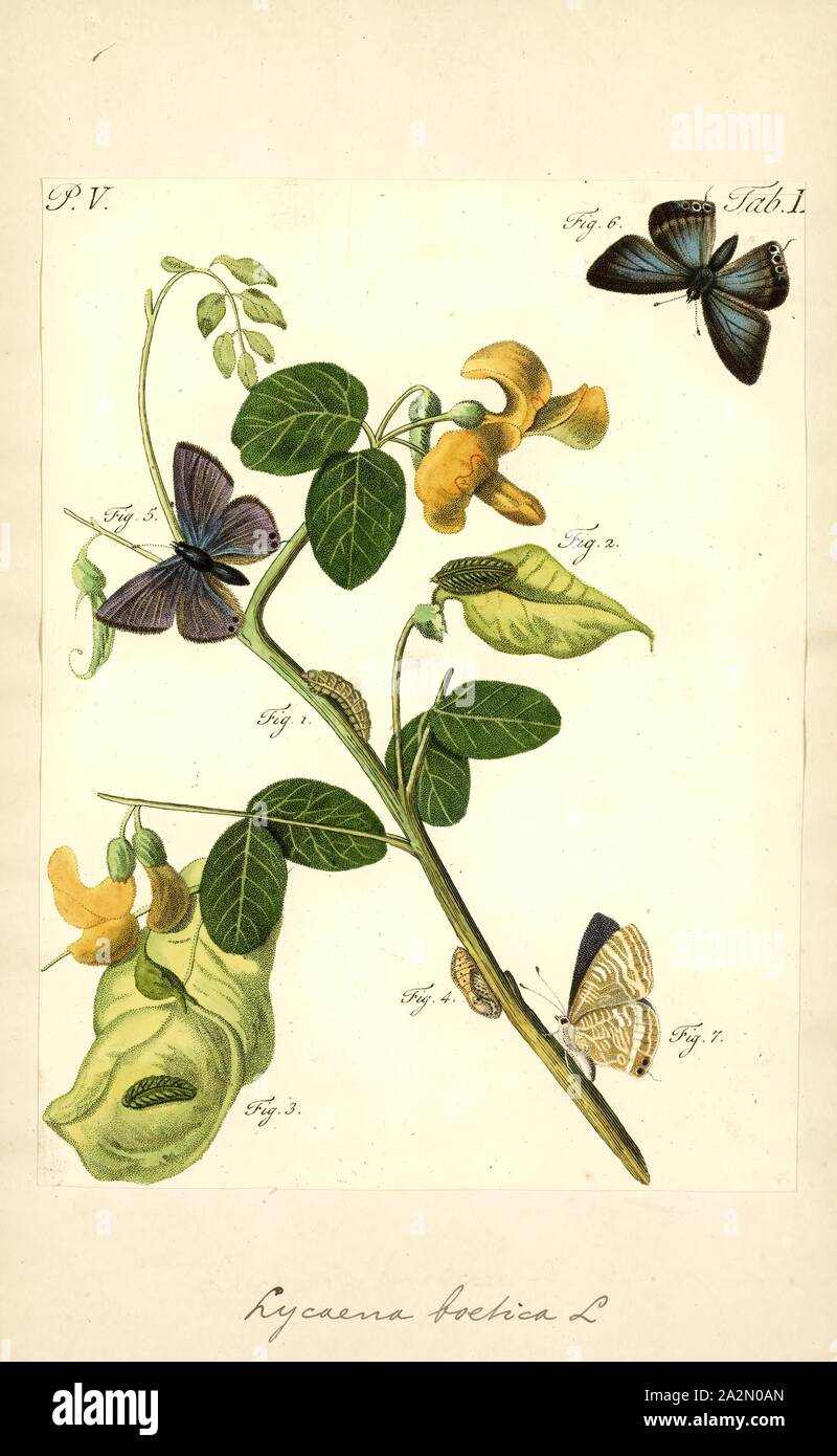 Lycaena, Stampa, Lycaena è un genere di farfalle. Il genere gamma è Holarctic, ad eccezione di quattro specie trovato in Nuova Zelanda, due in Sud Africa, uno in Nuova Guinea e uno in Java. Esso è comunemente suddivisa in diversi sottogeneri, come Antipodolycaena Foto Stock