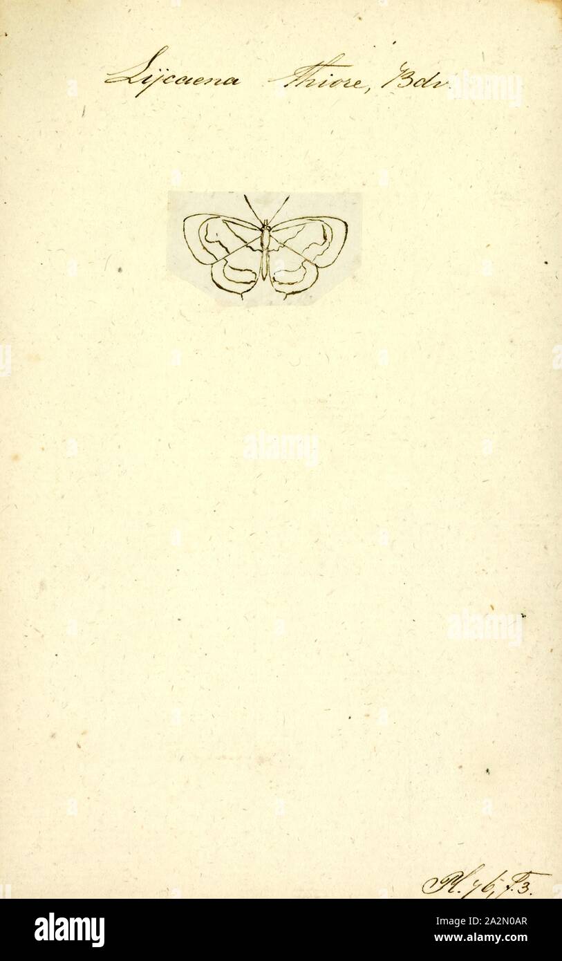 Lycaena, Stampa, Lycaena è un genere di farfalle. Il genere gamma è Holarctic, ad eccezione di quattro specie trovato in Nuova Zelanda, due in Sud Africa, uno in Nuova Guinea e uno in Java. Esso è comunemente suddivisa in diversi sottogeneri, come Antipodolycaena Foto Stock