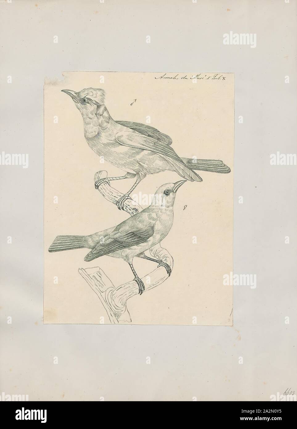 Malimbus cristatus, stampa Malimbus è un genere di uccelli nella famiglia Ploceidae. Fu eretta dall'ornitologo francese Louis Jean Pierre Vieillot nel 1805., 1802 Foto Stock