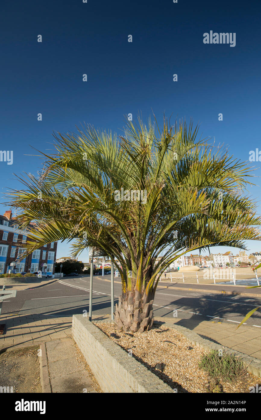 Alberi di palma che ha avuto origine nelle isole Canarie che furono piantati sul lungomare di Weymouth come parte di un regime di rigenerazione per la città. Weymouth Dorset Foto Stock