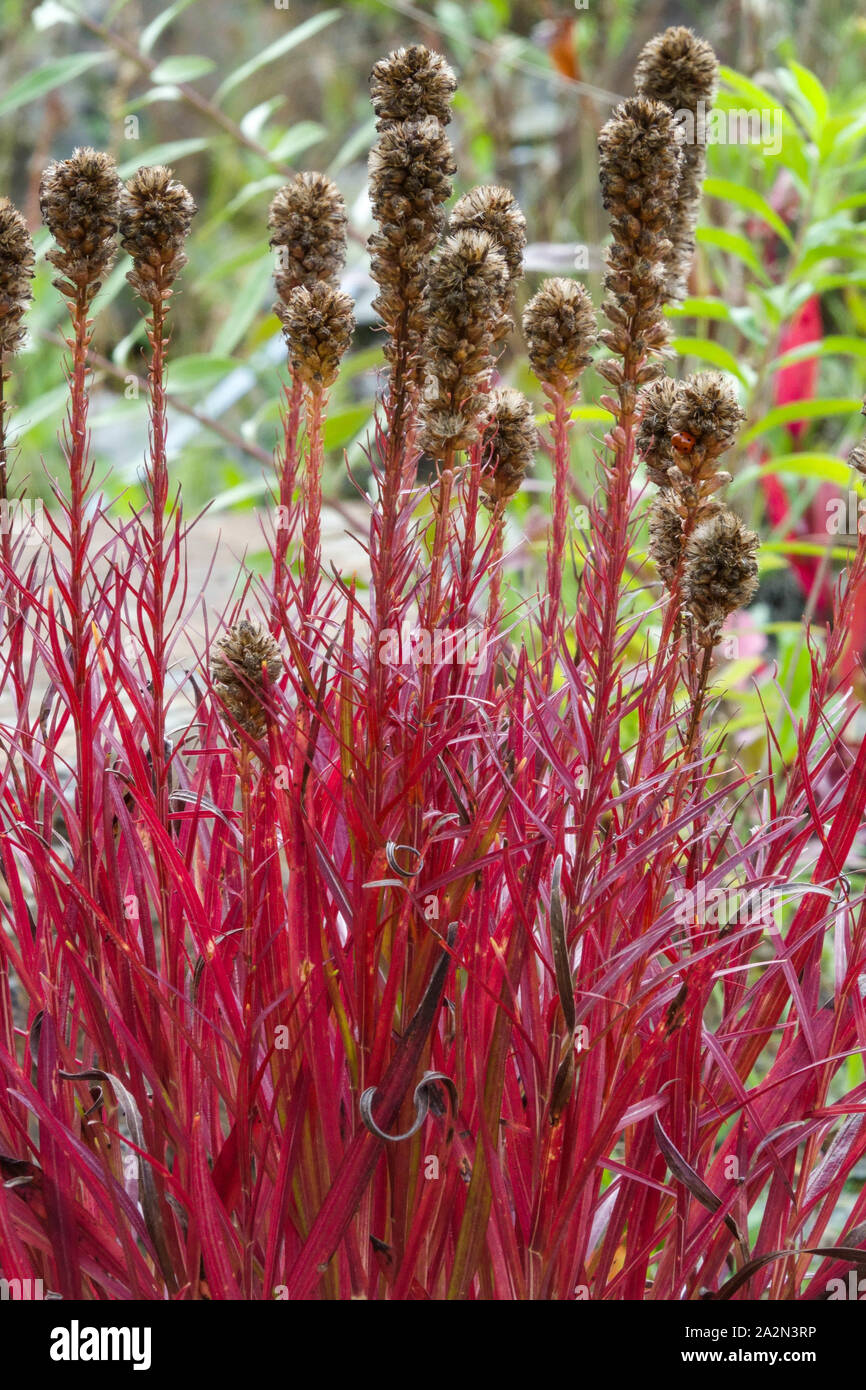 Foglie rosse di Liatris spicata, densa stella brillante in autunno ottobre teste di semi giardino Foto Stock