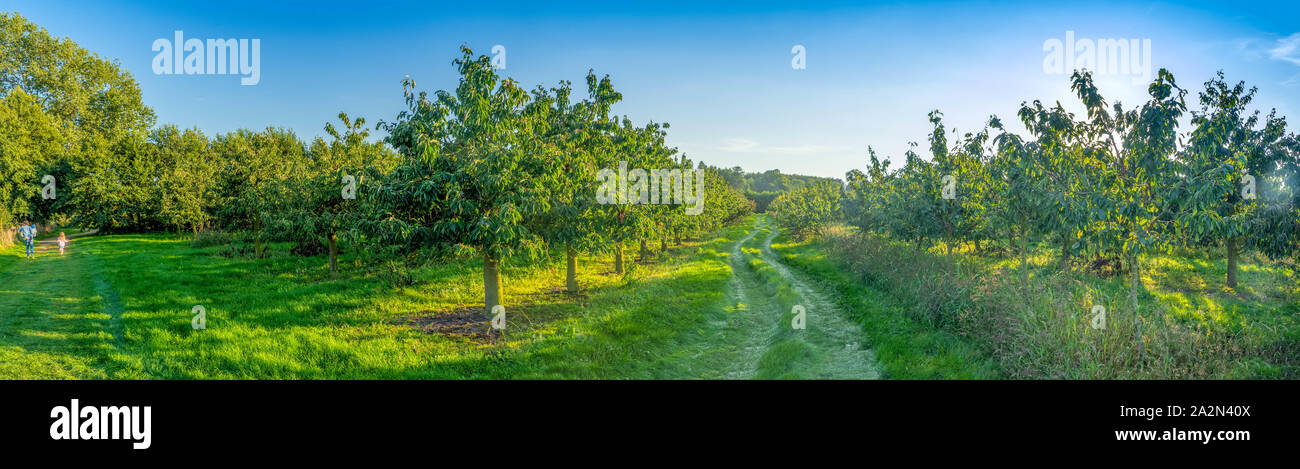 Piena di succose meli, mele mature in azienda agricola di mele a Wollerberg, file di alberi di mele in fattoria biologica protetta, piena di mele rosse mature. Panorama Foto Stock