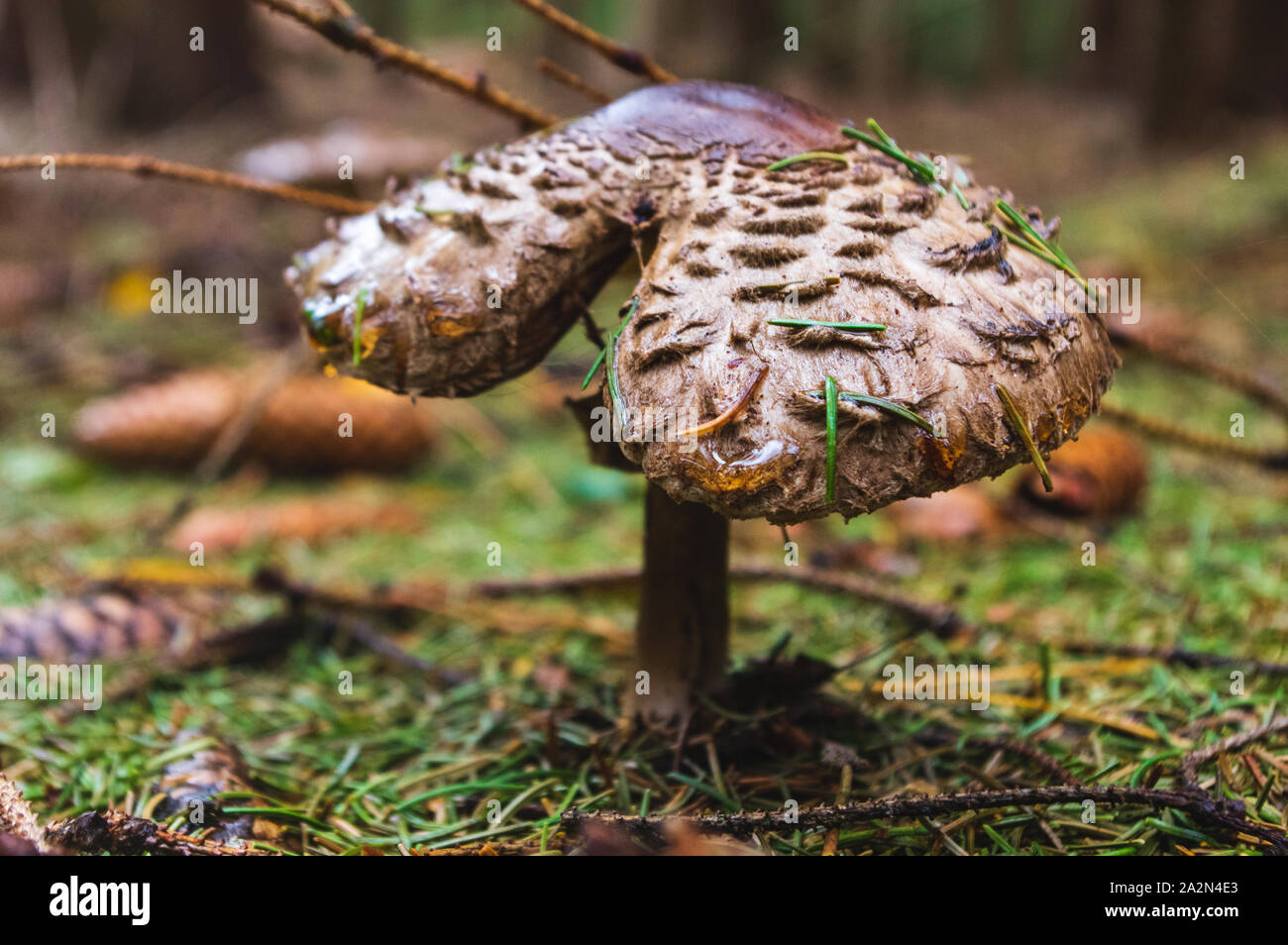 Close-up di parasol funghi nel bosco Foto Stock