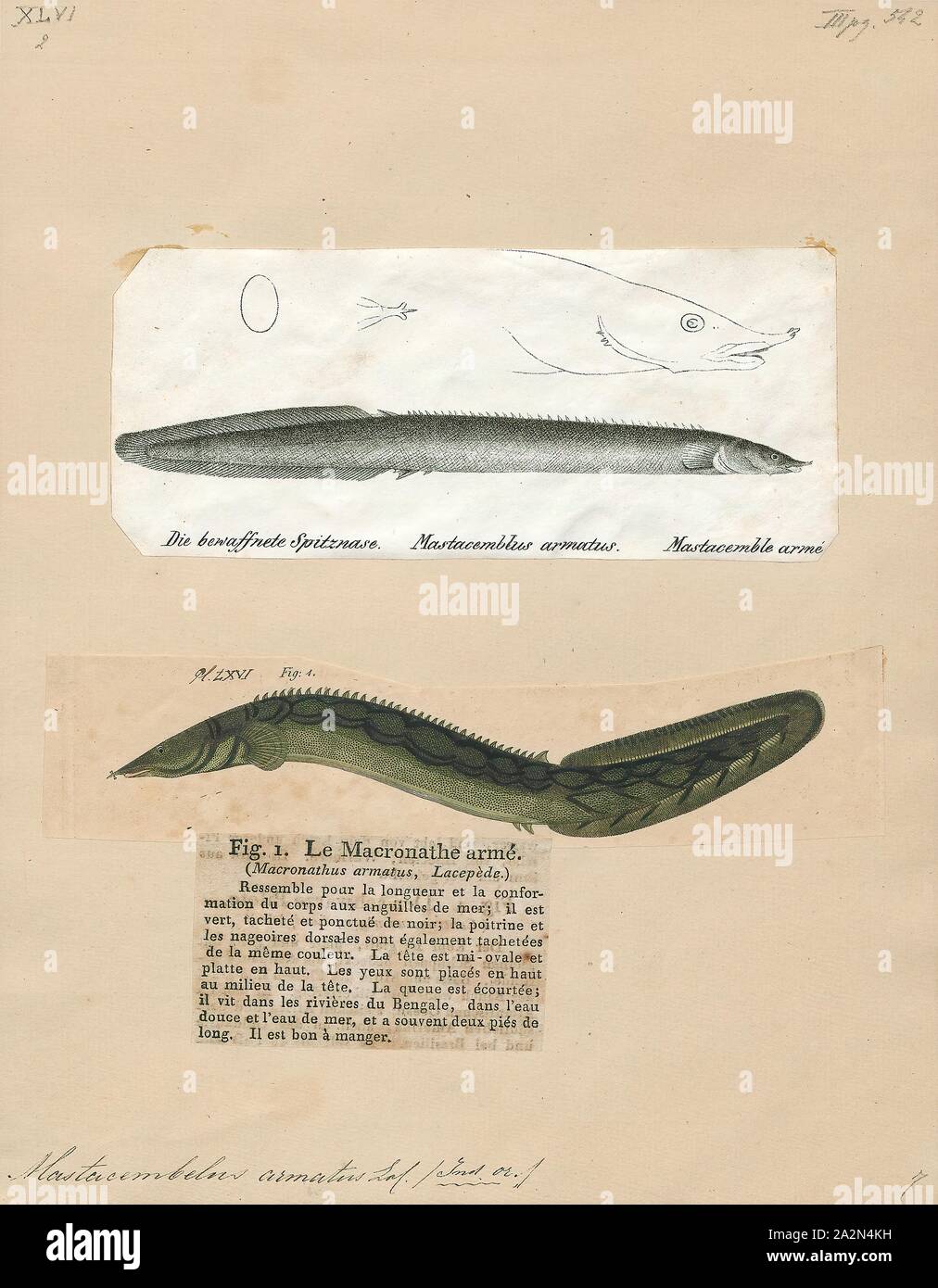 Mastacembelus armatus, stampa il pneumatico via anguilla (Mastacembelus armatus) è una specie di ray-alettato, spinoso anguille appartenenti al genere Mastacembelus (Scopoli, 1777) della famiglia Mastacembelidae ed è nativo della fauna fluviale di India, Pakistan, Sri Lanka, Thailandia, Vietnam, Indonesia e altre parti del Sud Est Asiatico. La specie è stata denominata Mastacembelus armatus da Lacepède nel 1800. Altri nomi comuni per questo famoso acquario di specie sono a zig-zag, Anguilla anguilla spinosa, leopard anguilla spinoso e bianco-spotted anguilla spinoso. Questa specie non è solo un famoso acquario di pesci ma anche come un pesce di cibo nella sua Foto Stock