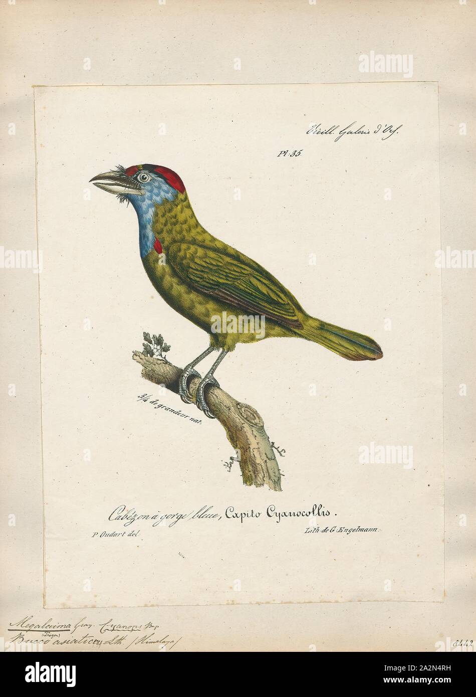 Megalaima asiatica, stampa il blu-throated barbet (Psilopogon asiaticus) è asiatico barbet avente colore verde brillante, blu &AMP; rosso del piumaggio, si vede attraverso il subcontinente indiano e del sud-est asiatico. Barbets e tucani sono un gruppo di vicino passerine uccelli con un worldwide distribuzione tropicale. Il barbets ottenere il loro nome dalle setole che fringe le loro bollette pesanti; questa specie mangia frutta e insetti. Sono frequenti le foreste sempreverdi, foreste decidue, giardini, frutteti, foreste di teak e città con alberi fruttiferi. Il turchese-throated barbet era precedentemente considerata una sottospecie., 1825-1834 Foto Stock