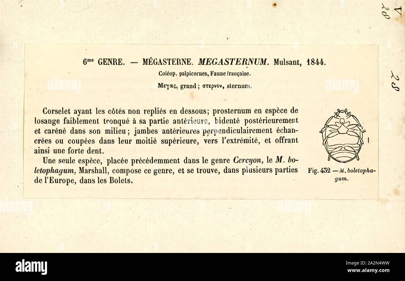 Megasternum, stampa Pleurosternon è un genere estinto di tartaruga cryptodire dalla fine del giurassico all'inizio del periodo Cretaceo. La sua specie tipo, P. bullocki è stata descritta dal paleontologo Richard Owen (notare per la coniatura della parola Dinosauria) nel 1853. Da allora e per tutto il XIX secolo, molte tartarughe fossili erano stati erroneamente assegnato a questo genere Foto Stock