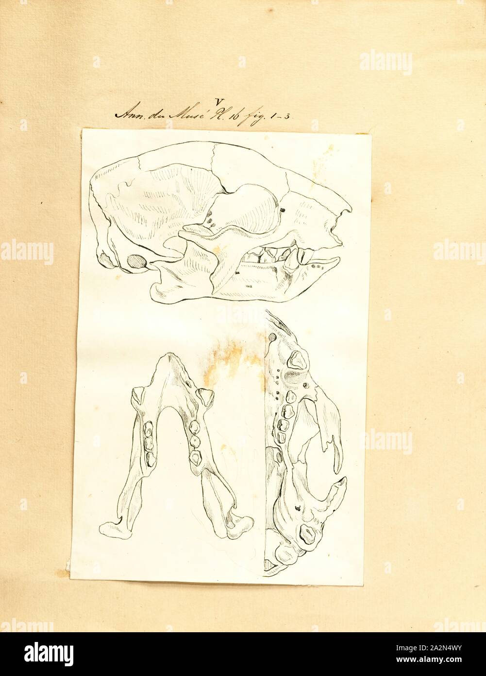 Megatherium cuvierii, stampa Megatherium era un genere di elefante-massa di dimensioni bradipi endemica in Sud America, a volte chiamato il gigante massa bradipo, quella vissuta dagli inizi del Pliocene attraverso la fine del Pleistocene.Solo pochi altri mammiferi terrestri eguagliato o superato Megatherium dimensioni, come ad esempio grandi proboscideans (es., Elefanti) e il gigante del rinoceronte Paraceratherium. Megatherium fu scoperta per la prima volta nel 1788 sulla banca del fiume di Luján in Argentina, holotype il campione è stato poi spediti in Spagna l'anno seguente in cui ha catturato l'attenzione del paleontologo stimato Foto Stock