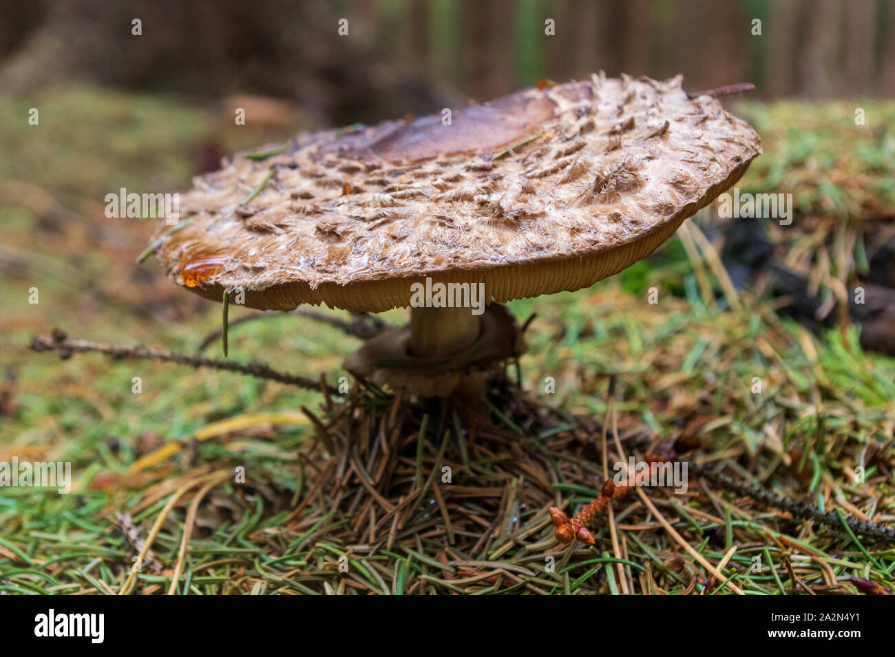 Close-up di parasol funghi nel bosco Foto Stock
