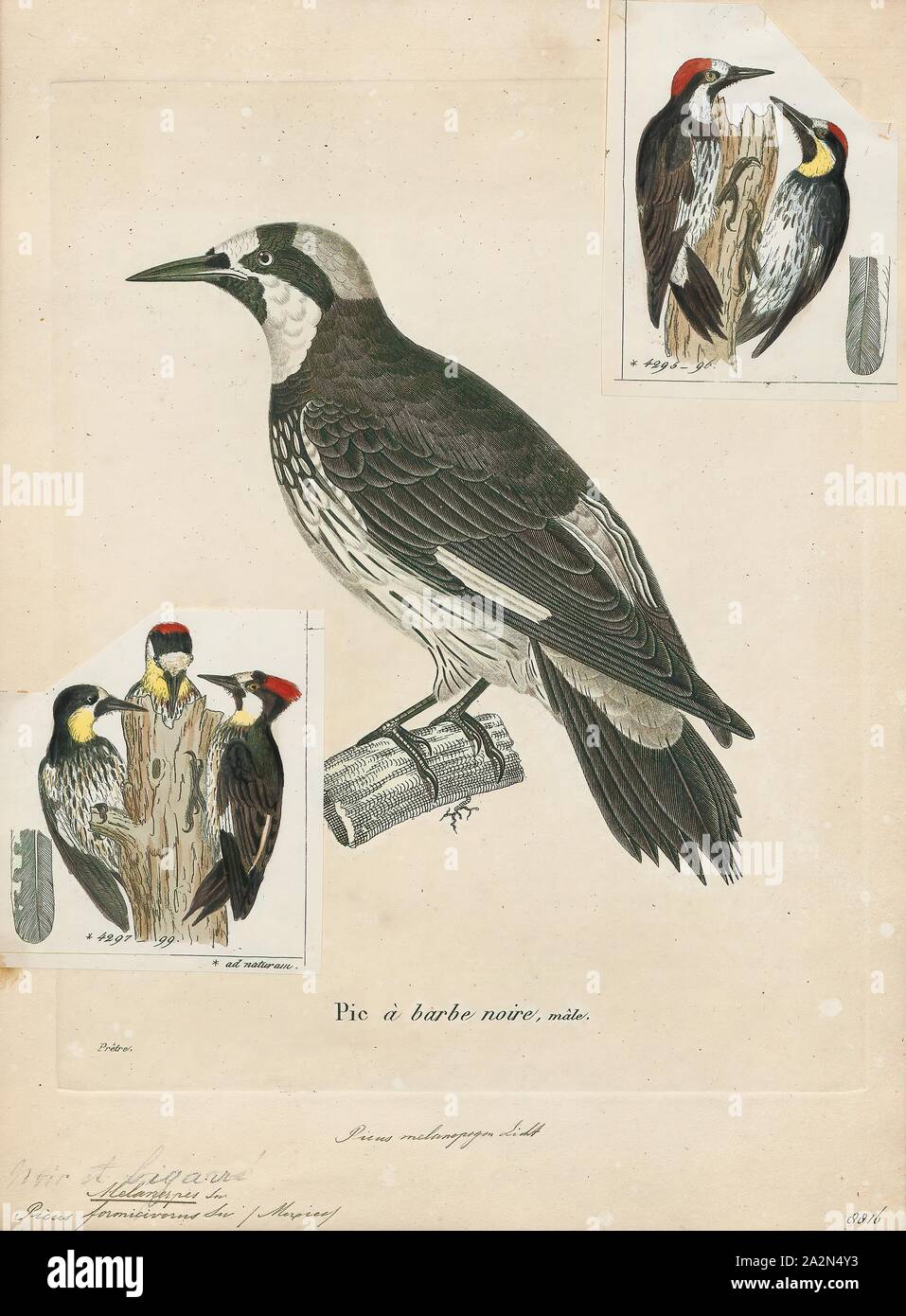 Melanerpes formicivorus, stampa, il picchio ghianda (Melanerpes formicivorus) è una di medie dimensioni picchio, 21 cm (8,3 in) di lunghezza, con un peso medio di 85 g (3,0 oz)., 1700-1880 Foto Stock