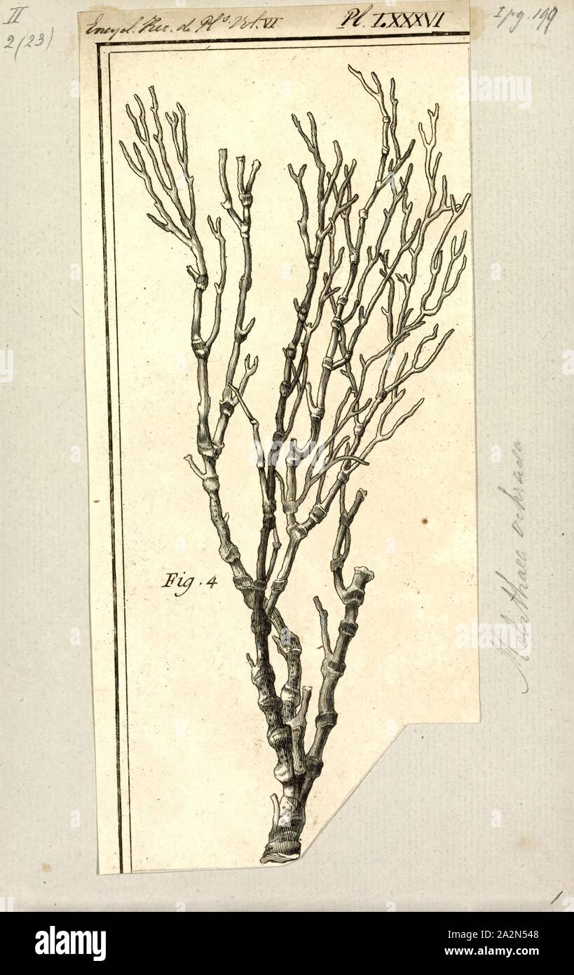 Melithaea ochracea, stampa Melithaea ochracea è una specie di colonial soft coral nella famiglia Melithaeidae, comunemente noto come annodato fan corallo. Essa cresce nella struttura ad albero-come ventole sulle barriere coralline nel Mare della Cina del Sud. Esso è utilizzato in gioielleria sotto il nome di colore rosso corallo spugnoso Foto Stock