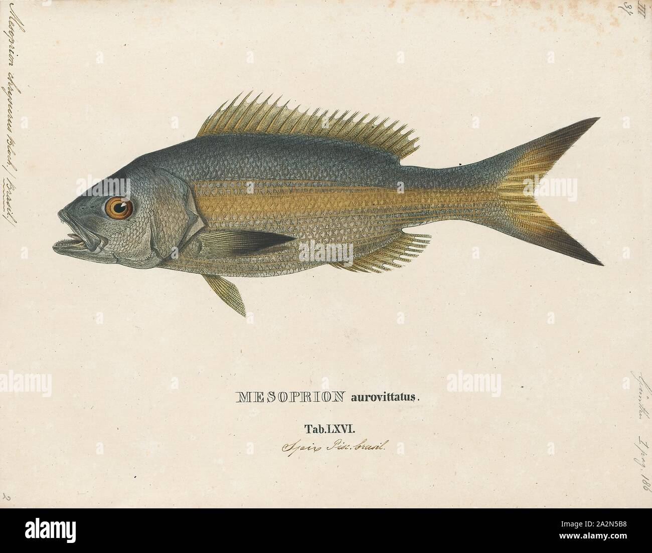 Mesoprion chrysurus, stampa la limanda snapper (Ocyurus chrysurus) è un abbondante specie di snapper nativo per il western Oceano Atlantico compreso il Golfo del Messico e il Mar dei Caraibi. Anche se essi sono stati trovati come lontano nord come il Massachusetts, la loro gamma normale è lungo la Florida a sud verso le Indie Occidentali e il Brasile. Questa specie si trova per lo più in prossimità delle barriere coralline, ma può essere trovato in altri habitat. Essi si verificano a profondità da vicino alla superficie di 180 metri (590 ft), sebbene per la maggior parte tra 10 e 70 m (33 e 230 ft). Questa specie può raggiungere una lunghezza di 86,3 cm (34,0 in), sebbene la maggior parte dei Foto Stock