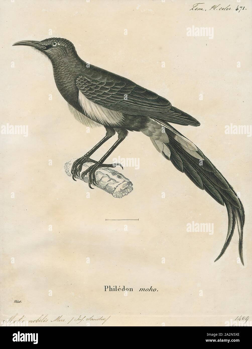 Moho nobilis, stampa le Hawaii " ō'ō (Moho nobilis) è un organo del genere estinto del "ō'ōs (Moho) entro la famiglia estinto Mohoidae. In precedenza era stato considerato come membro della Australo-Pacific honeyeaters (Meliphagidae)., 1700-1880 Foto Stock