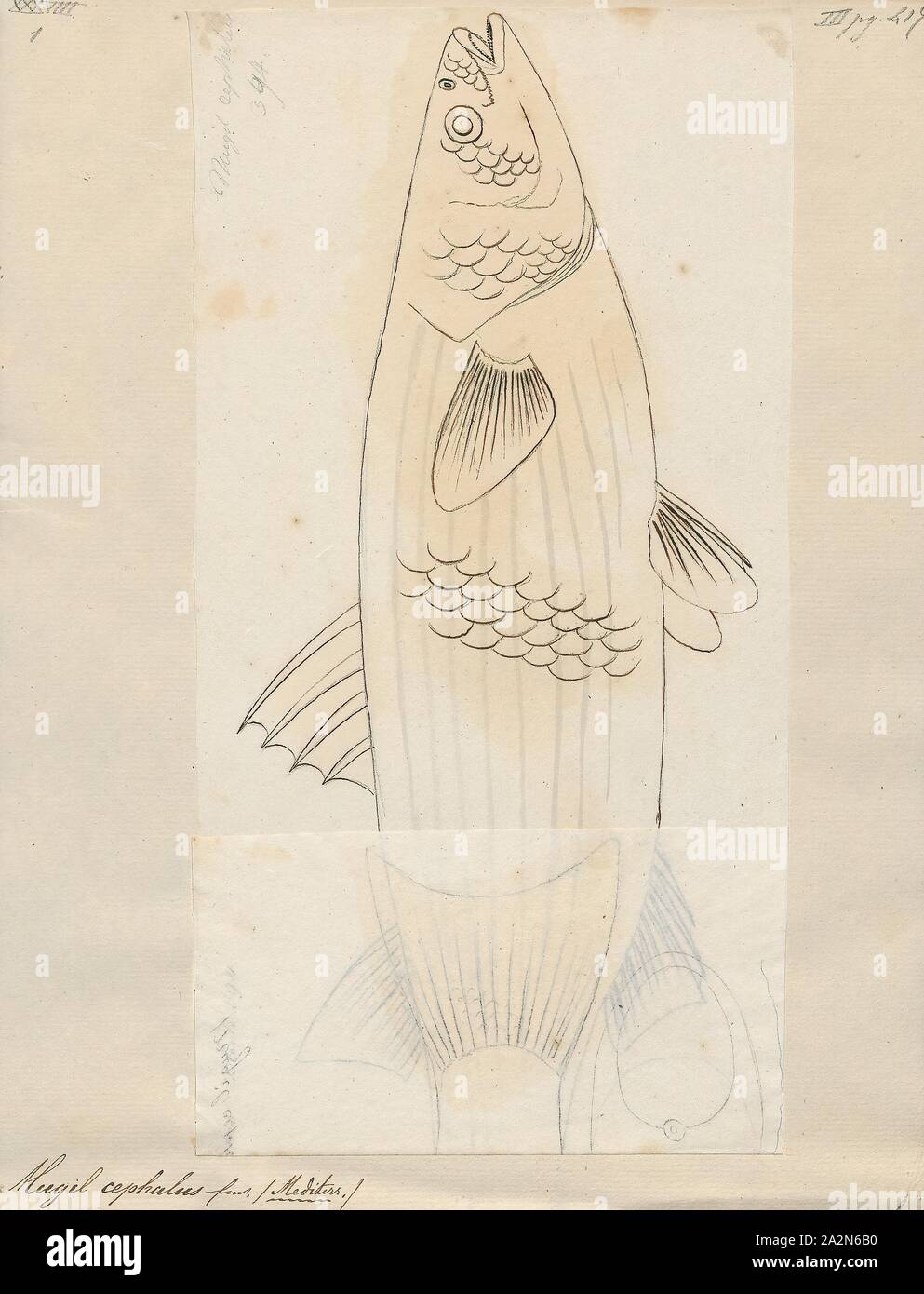 Mugil cefalo, stampa il flathead cefalo (Mugil cefalo) è un alimento importante specie ittiche in il muggine famiglia Mugilidae. Si trova nelle zone costiere tropicali e subtropicali di acque in tutto il mondo. La sua lunghezza è tipicamente da 30 a 75 centimetri (12 a 30). È conosciuto con numerosi nomi inglesi, comprese le triglie di flathead, striped mullet (US, American pesca nome società), nero triglie, bully bottarga di muggine comune, Cefali Triglia di mare e di triglie, tra gli altri., 1700-1880 Foto Stock