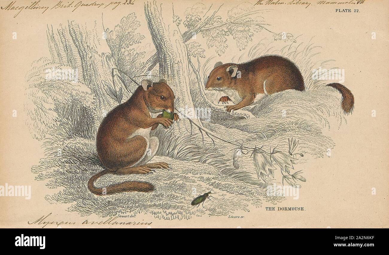 Muscardinus avellanarius, stampa il nocciolo ghiro o moscardino (Muscardinus avellanarius) è un piccolo mammifero e l'unica specie viventi in genere Muscardinus., 1700-1880 Foto Stock