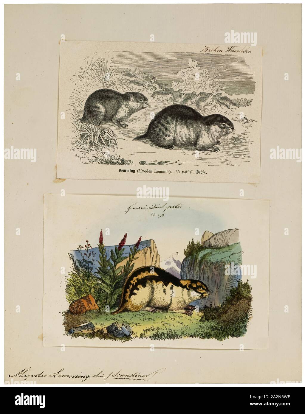 Myodes lemmus, Stampa Red-backed vole, rosso-backed arvicole sono piccole e sottili arvicole del genere Myodes trovati in Nord America, Europa e Asia. Il nome del genere deriva dal greco "toppa mouse'. In passato il genere è stato chiamato Evotomys o Clethrionomys, ma Myodes ha la precedenza., 1700-1880 Foto Stock