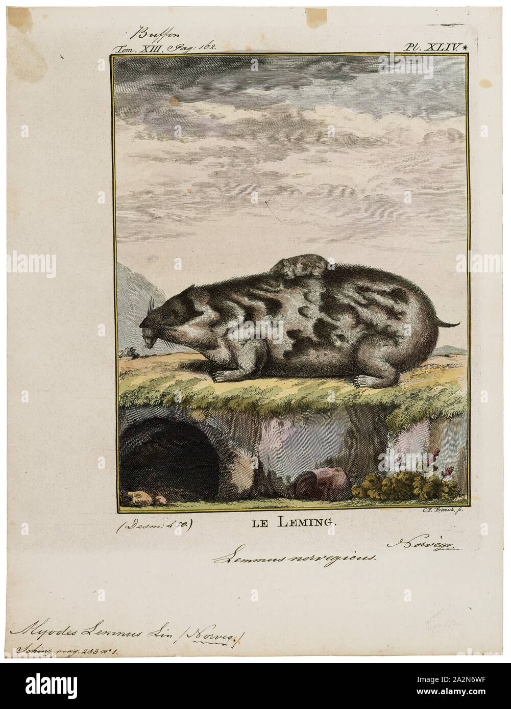 Myodes lemmus, Stampa Red-backed vole, rosso-backed arvicole sono piccole e sottili arvicole del genere Myodes trovati in Nord America, Europa e Asia. Il nome del genere deriva dal greco "toppa mouse'. In passato il genere è stato chiamato Evotomys o Clethrionomys, ma Myodes ha la precedenza., 1700-1880 Foto Stock