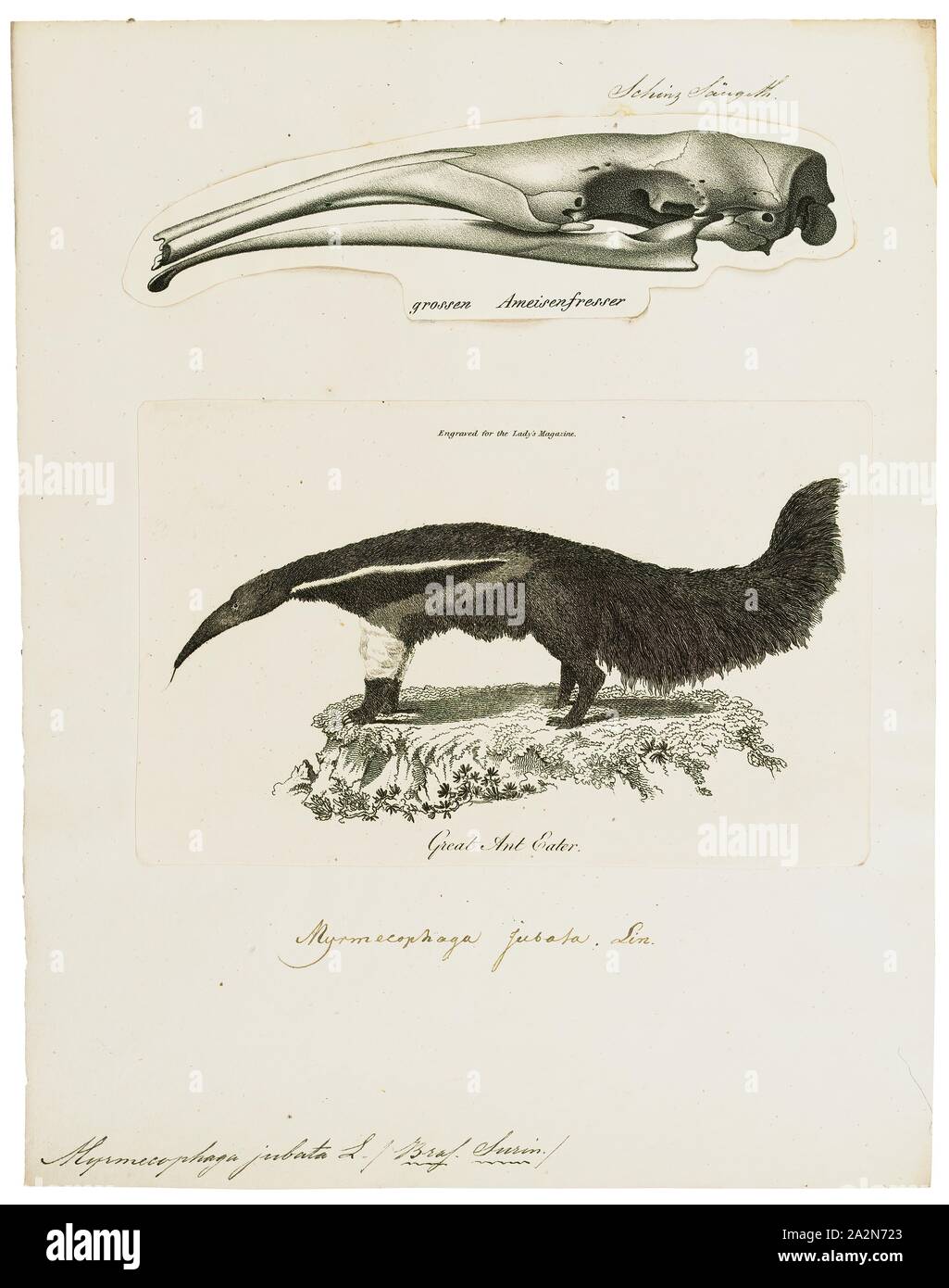 Myrmecophaga jubata, Stampa, anteater gigante, il gigante anteater (Myrmecophaga tridactyla), noto anche come ant bear è un insettivori mammifero nativo di America Centrale e America del Sud. È una delle quattro specie viventi di formichieri, il solo elemento esistenti del genere Myrmecophaga, ed è classificato con bradipi nell'ordine Pilosa. Questa specie è prevalentemente di tipo terrestre, in contrasto con altri vivono formichieri e bradipi, che sono arboree semiarboreal o. Il gigante anteater è il più grande della sua famiglia, 182 a 217 cm (5,97 a 7,12 ft) di lunghezza, con pesi di 33 a 50 kg (73 110 lb) per i maschi e Foto Stock