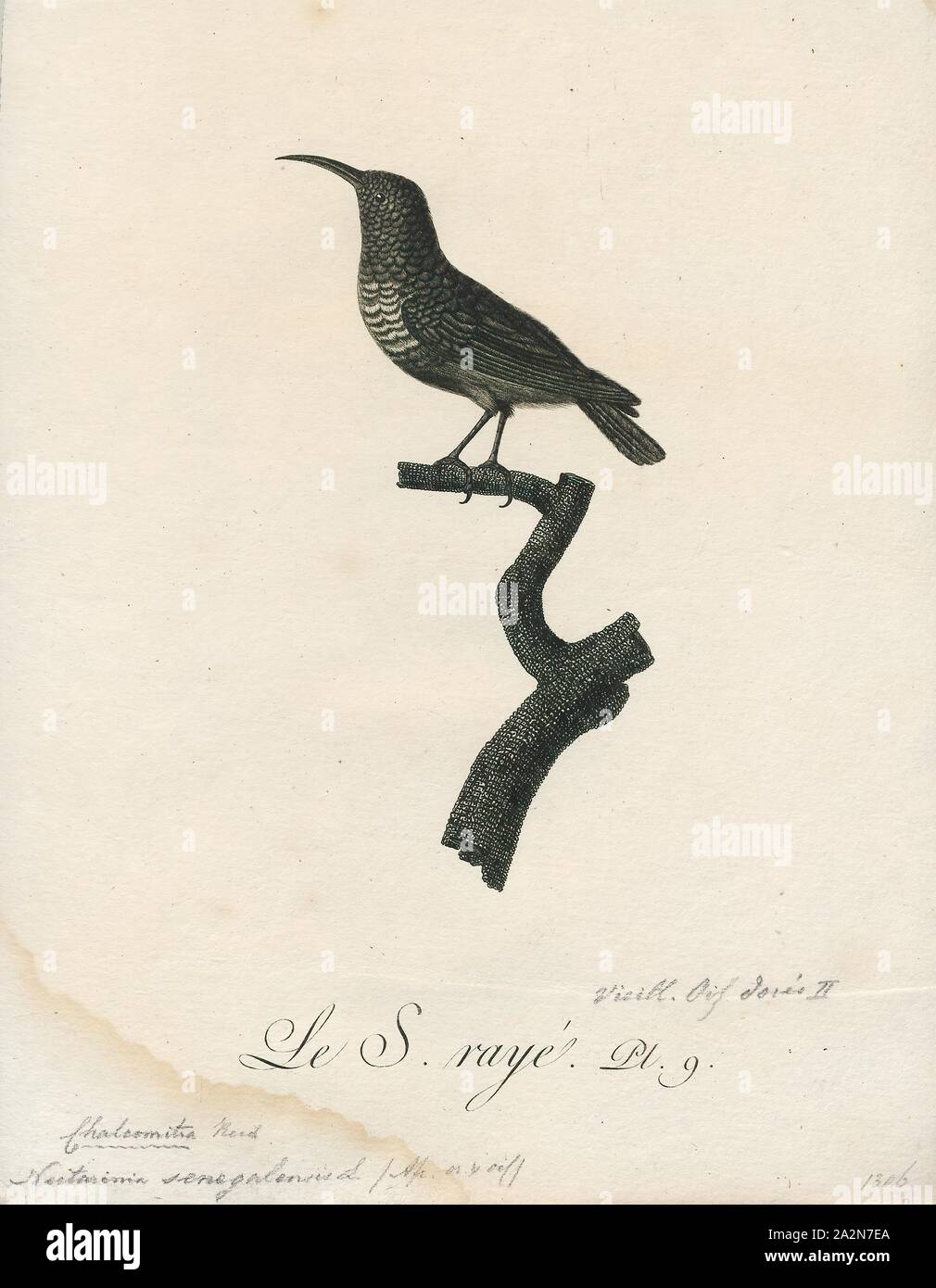 Nectarinia senegalensis, Stampa La Scarlet-chested Sunbird (Chalcomitra senegalensis) è una specie di uccello della famiglia Nectariniidae. Si è trovato in Angola, Benin, Botswana, Burkina Faso, Burundi, Camerun, Repubblica Centrafricana, Ciad, Repubblica Democratica del Congo, Costa d Avorio, Eritrea, Etiopia, Gambia, Ghana, Guinea, Guinea Bissau, Kenya, Malawi, Mali, Mauritania, Mozambico, Namibia, Niger, Nigeria, Ruanda, Senegal, Sierra Leone, Sudafrica, Sudan, Swaziland, Tanzania, Togo, Uganda, Zambia e Zimbabwe., 1802 Foto Stock