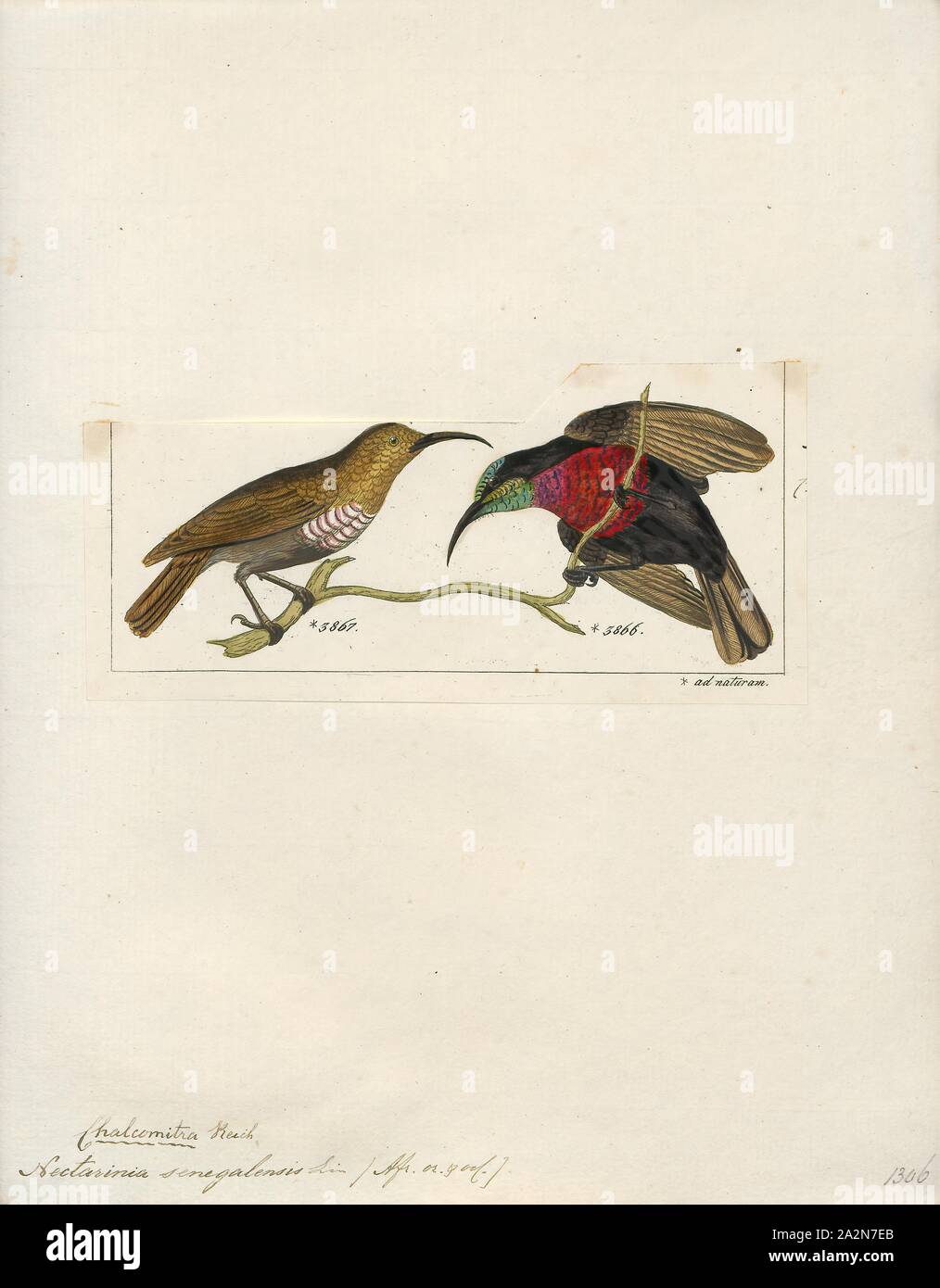 Nectarinia senegalensis, Stampa La Scarlet-chested Sunbird (Chalcomitra senegalensis) è una specie di uccello della famiglia Nectariniidae. Si è trovato in Angola, Benin, Botswana, Burkina Faso, Burundi, Camerun, Repubblica Centrafricana, Ciad, Repubblica Democratica del Congo, Costa d Avorio, Eritrea, Etiopia, Gambia, Ghana, Guinea, Guinea Bissau, Kenya, Malawi, Mali, Mauritania, Mozambico, Namibia, Niger, Nigeria, Ruanda, Senegal, Sierra Leone, Sudafrica, Sudan, Swaziland, Tanzania, Togo, Uganda, Zambia e Zimbabwe., 1820-1860 Foto Stock