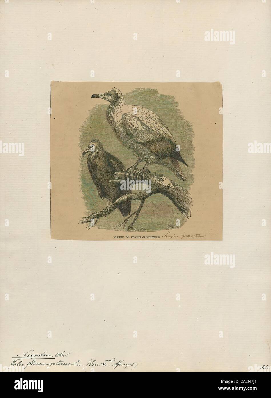 Neophron percnopterus, stampa il capovaccaio (Neophron percnopterus), chiamato anche il bianco avvoltoio scavenger o faraone pollo, è un piccolo mondo antico vulture e il solo membro del genere Neophron. Esso è ampiamente distribuito; il capovaccaio si trova con la Penisola Iberica e il Nord Africa in India. Le contrastanti underwing pattern e a forma di cuneo coda rendono distintivo in volo come si eleva in termica durante le parti più calde della giornata. Avvoltoi egiziano nutrono principalmente di carogne ma sono opportunistiche e saranno preda su piccoli mammiferi, uccelli e rettili. Essi alimentano anche su Foto Stock