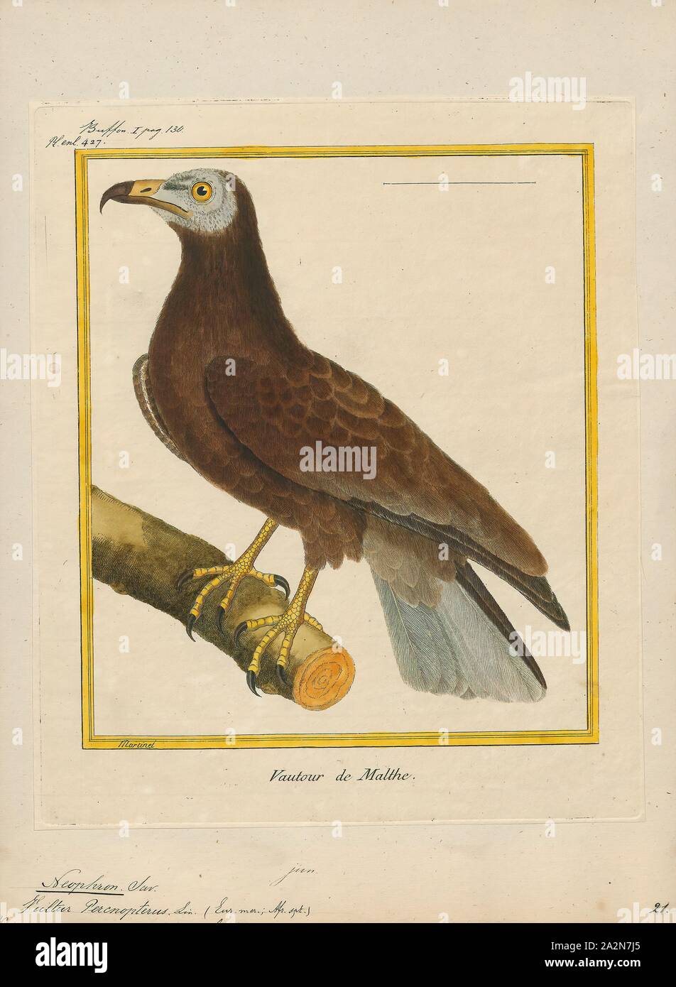 Neophron percnopterus, stampa il capovaccaio (Neophron percnopterus), chiamato anche il bianco avvoltoio scavenger o faraone pollo, è un piccolo mondo antico vulture e il solo membro del genere Neophron. Esso è ampiamente distribuito; il capovaccaio si trova con la Penisola Iberica e il Nord Africa in India. Le contrastanti underwing pattern e a forma di cuneo coda rendono distintivo in volo come si eleva in termica durante le parti più calde della giornata. Avvoltoi egiziano nutrono principalmente di carogne ma sono opportunistiche e saranno preda su piccoli mammiferi, uccelli e rettili. Essi alimentano anche su Foto Stock