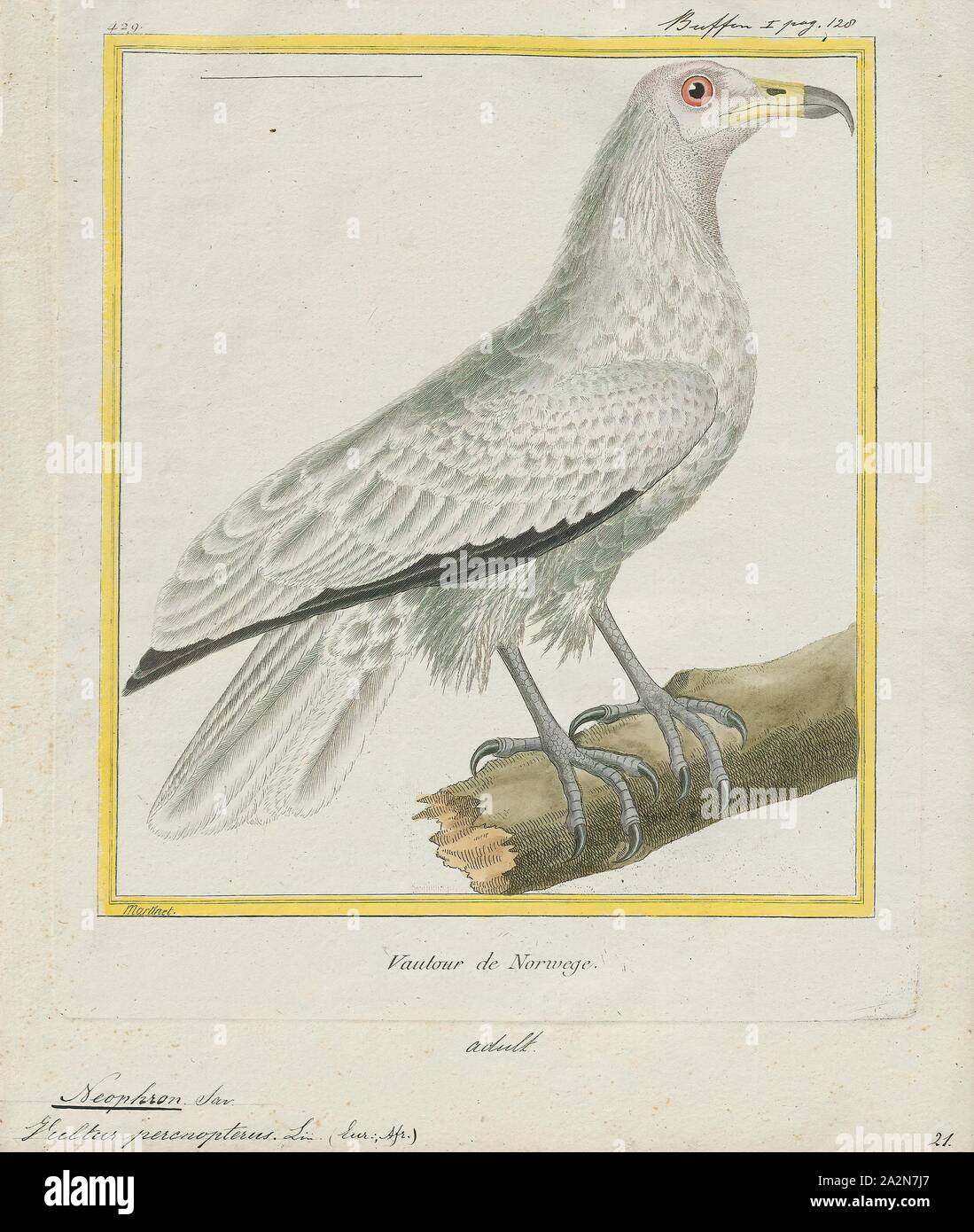 Neophron percnopterus, stampa il capovaccaio (Neophron percnopterus), chiamato anche il bianco avvoltoio scavenger o faraone pollo, è un piccolo mondo antico vulture e il solo membro del genere Neophron. Esso è ampiamente distribuito; il capovaccaio si trova con la Penisola Iberica e il Nord Africa in India. Le contrastanti underwing pattern e a forma di cuneo coda rendono distintivo in volo come si eleva in termica durante le parti più calde della giornata. Avvoltoi egiziano nutrono principalmente di carogne ma sono opportunistiche e saranno preda su piccoli mammiferi, uccelli e rettili. Essi alimentano anche su Foto Stock