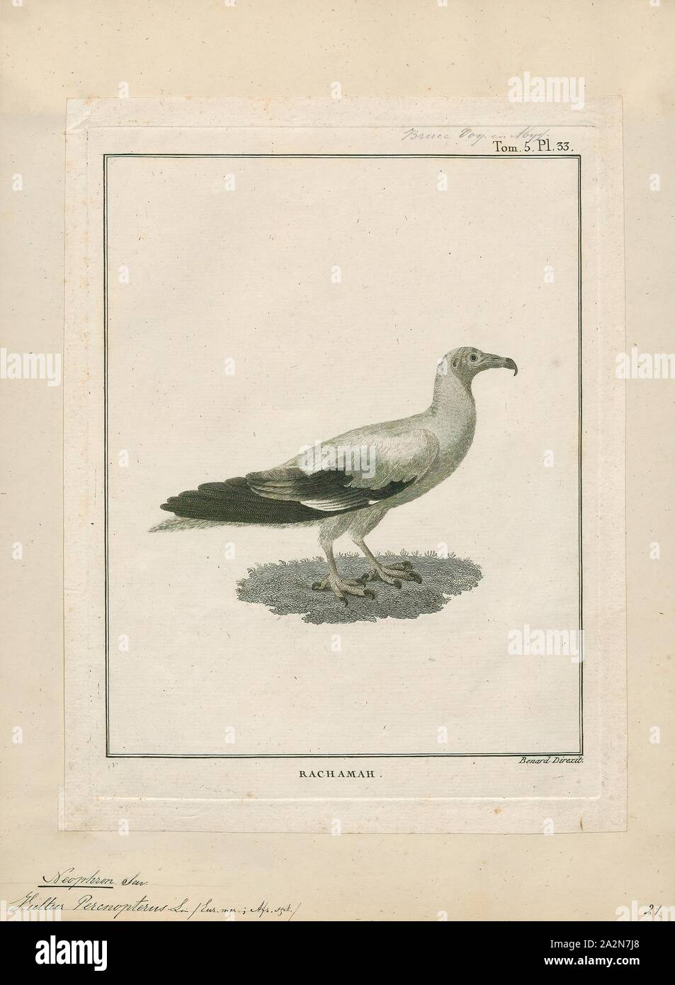 Neophron percnopterus, stampa il capovaccaio (Neophron percnopterus), chiamato anche il bianco avvoltoio scavenger o faraone pollo, è un piccolo mondo antico vulture e il solo membro del genere Neophron. Esso è ampiamente distribuito; il capovaccaio si trova con la Penisola Iberica e il Nord Africa in India. Le contrastanti underwing pattern e a forma di cuneo coda rendono distintivo in volo come si eleva in termica durante le parti più calde della giornata. Avvoltoi egiziano nutrono principalmente di carogne ma sono opportunistiche e saranno preda su piccoli mammiferi, uccelli e rettili. Essi alimentano anche su Foto Stock
