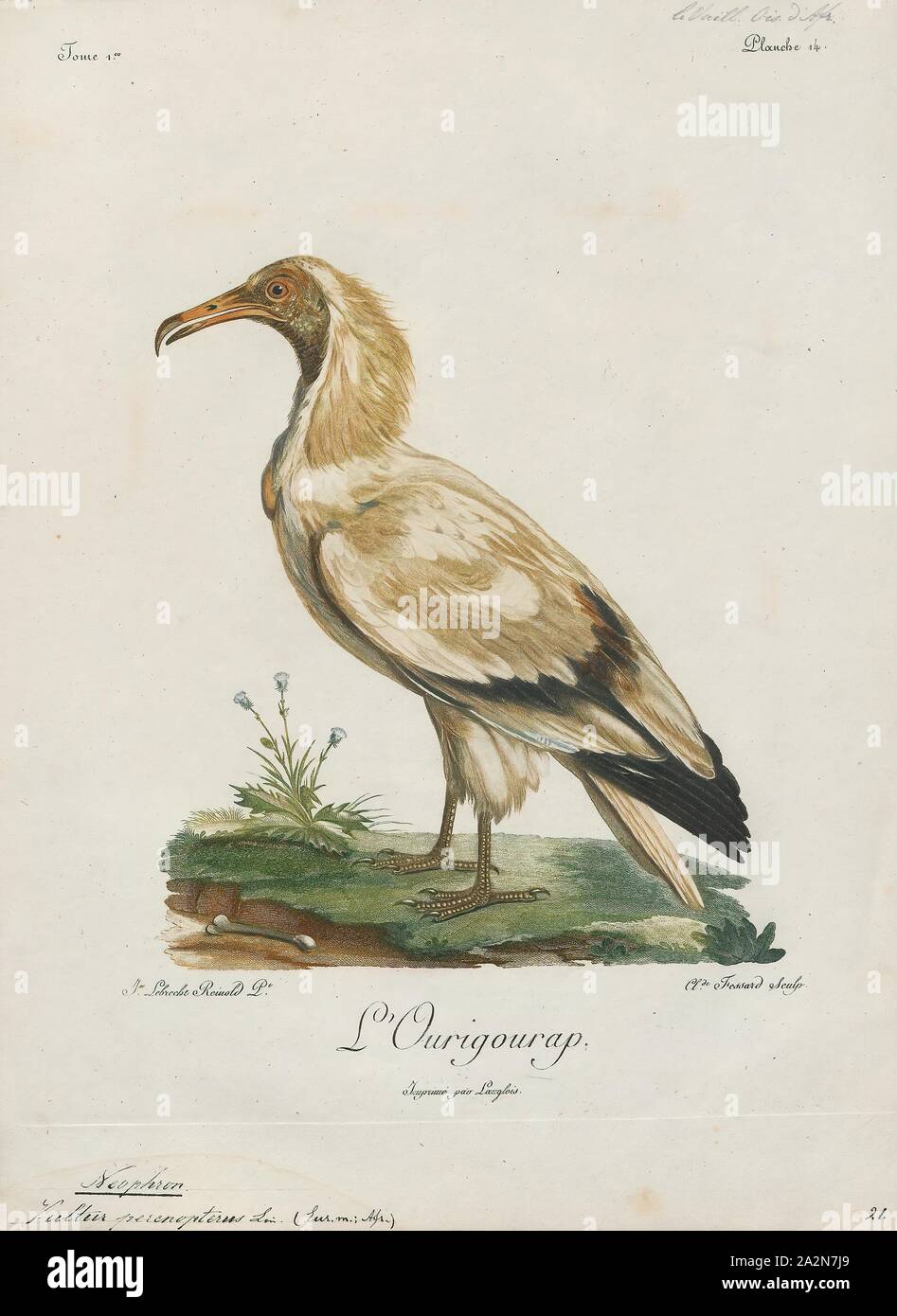 Neophron percnopterus, stampa il capovaccaio (Neophron percnopterus), chiamato anche il bianco avvoltoio scavenger o faraone pollo, è un piccolo mondo antico vulture e il solo membro del genere Neophron. Esso è ampiamente distribuito; il capovaccaio si trova con la Penisola Iberica e il Nord Africa in India. Le contrastanti underwing pattern e a forma di cuneo coda rendono distintivo in volo come si eleva in termica durante le parti più calde della giornata. Avvoltoi egiziano nutrono principalmente di carogne ma sono opportunistiche e saranno preda su piccoli mammiferi, uccelli e rettili. Essi alimentano anche su Foto Stock