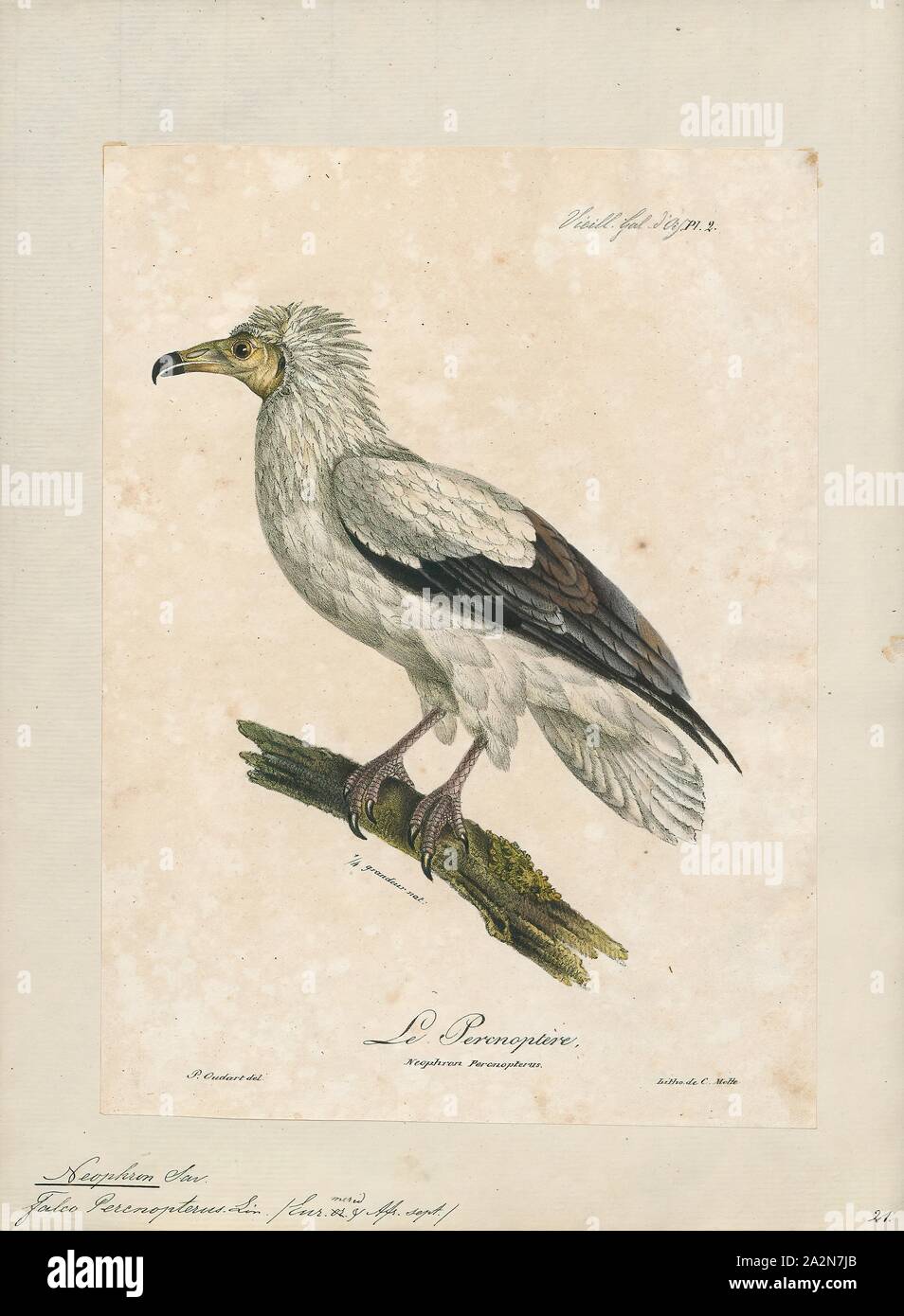 Neophron percnopterus, stampa il capovaccaio (Neophron percnopterus), chiamato anche il bianco avvoltoio scavenger o faraone pollo, è un piccolo mondo antico vulture e il solo membro del genere Neophron. Esso è ampiamente distribuito; il capovaccaio si trova con la Penisola Iberica e il Nord Africa in India. Le contrastanti underwing pattern e a forma di cuneo coda rendono distintivo in volo come si eleva in termica durante le parti più calde della giornata. Avvoltoi egiziano nutrono principalmente di carogne ma sono opportunistiche e saranno preda su piccoli mammiferi, uccelli e rettili. Essi alimentano anche su Foto Stock