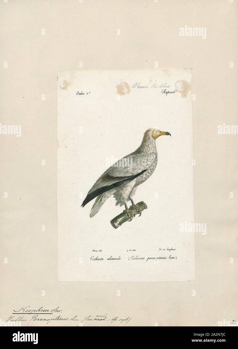 Neophron percnopterus, stampa il capovaccaio (Neophron percnopterus), chiamato anche il bianco avvoltoio scavenger o faraone pollo, è un piccolo mondo antico vulture e il solo membro del genere Neophron. Esso è ampiamente distribuito; il capovaccaio si trova con la Penisola Iberica e il Nord Africa in India. Le contrastanti underwing pattern e a forma di cuneo coda rendono distintivo in volo come si eleva in termica durante le parti più calde della giornata. Avvoltoi egiziano nutrono principalmente di carogne ma sono opportunistiche e saranno preda su piccoli mammiferi, uccelli e rettili. Essi alimentano anche su Foto Stock