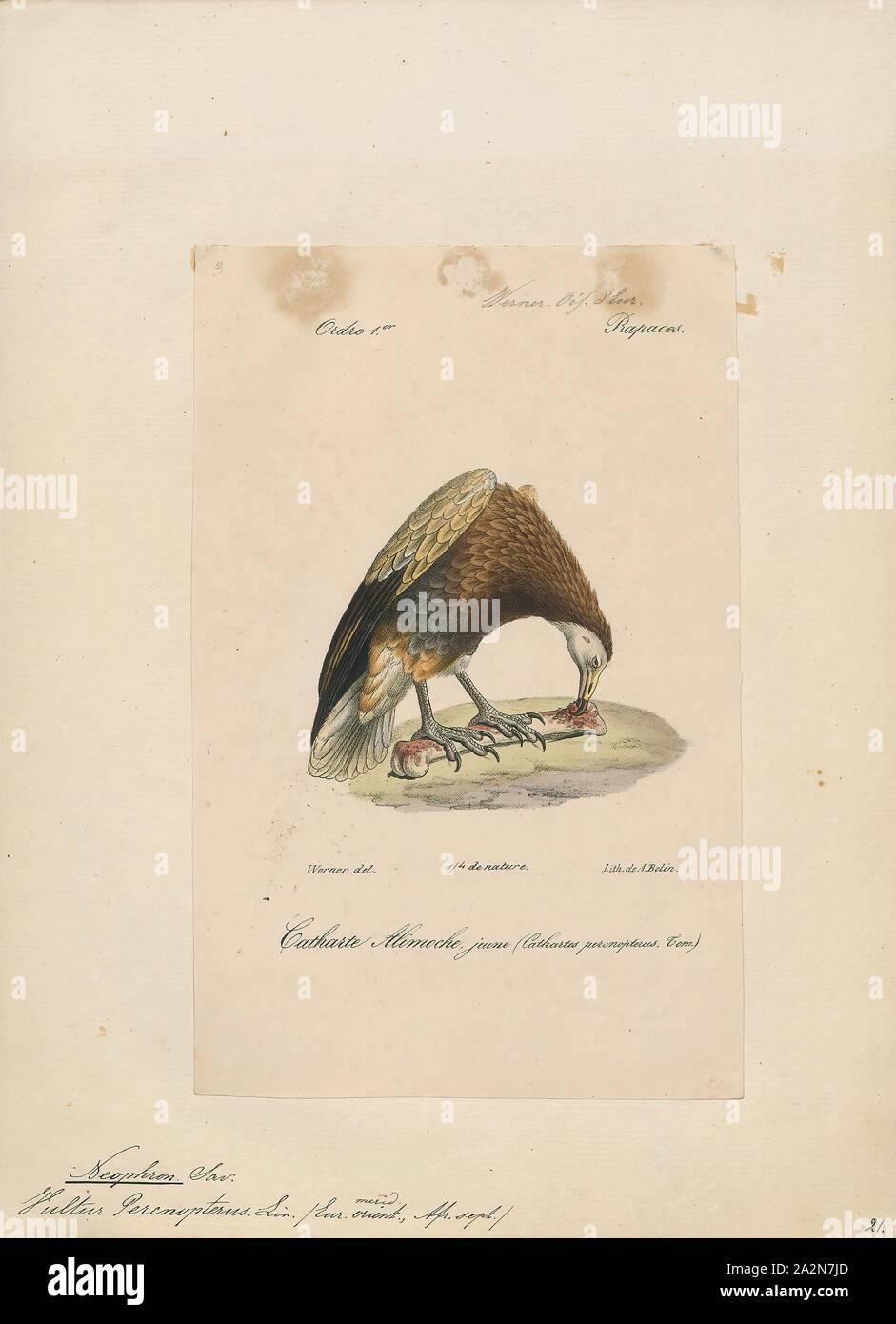 Neophron percnopterus, stampa il capovaccaio (Neophron percnopterus), chiamato anche il bianco avvoltoio scavenger o faraone pollo, è un piccolo mondo antico vulture e il solo membro del genere Neophron. Esso è ampiamente distribuito; il capovaccaio si trova con la Penisola Iberica e il Nord Africa in India. Le contrastanti underwing pattern e a forma di cuneo coda rendono distintivo in volo come si eleva in termica durante le parti più calde della giornata. Avvoltoi egiziano nutrono principalmente di carogne ma sono opportunistiche e saranno preda su piccoli mammiferi, uccelli e rettili. Essi alimentano anche su Foto Stock