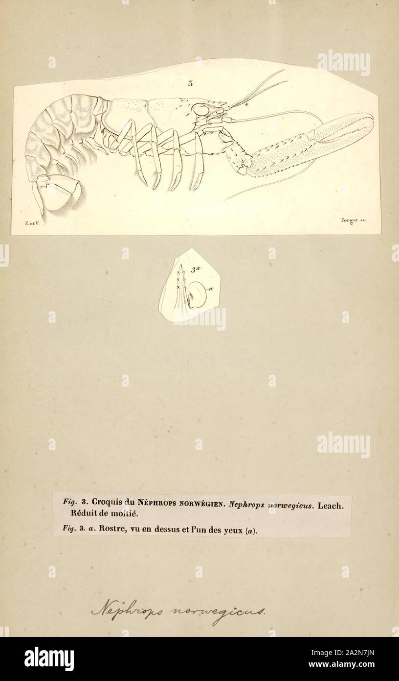 Nephrops norvegicus, stampa Nephrops norvegicus, variamente nota come lo scampo, la baia di Dublino boreale, langoustine (confronta langostino) o scampi, è una sottile, arancione-rosa aragosta che cresce fino a 25 cm (10 in) di lunghezza, ed è " la più importante commerciale crostaceo in Europa". Ora è il solo specie esistenti in genere gli scampi, dopo molte altre specie sono stati spostati al strettamente correlati genere Metanephrops. Vive nel nord-est dell'Oceano Atlantico, e parti del Mare Mediterraneo, ma è assente dal Mar Baltico e Mar Nero. Gli adulti emergono dalle loro tane di notte per alimentare Foto Stock