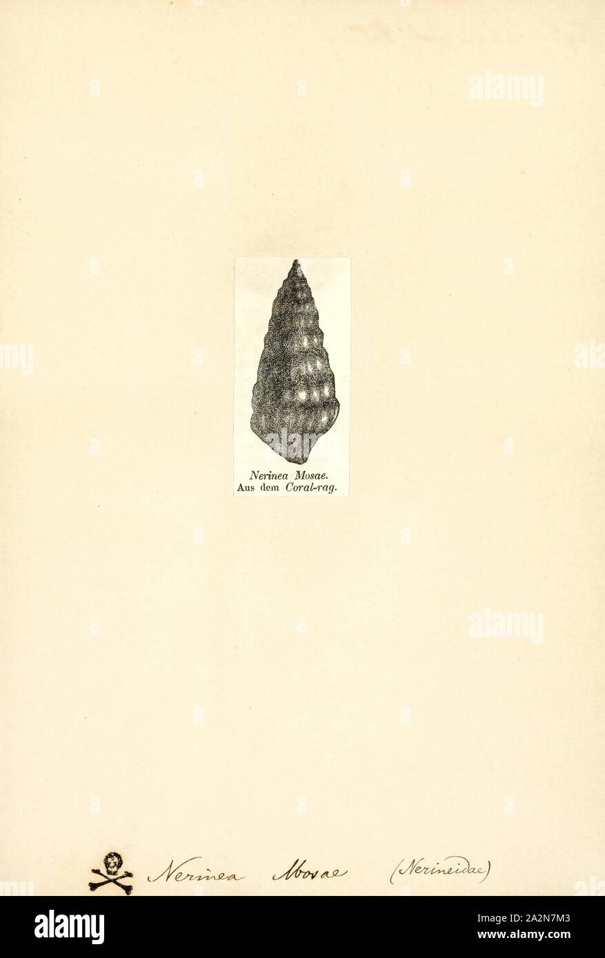Nerinea mosae, stampa †Nerinea è un genere estinto di fossili di lumache di mare, marine molluschi gasteropodi nel clade Heterobranchia Foto Stock