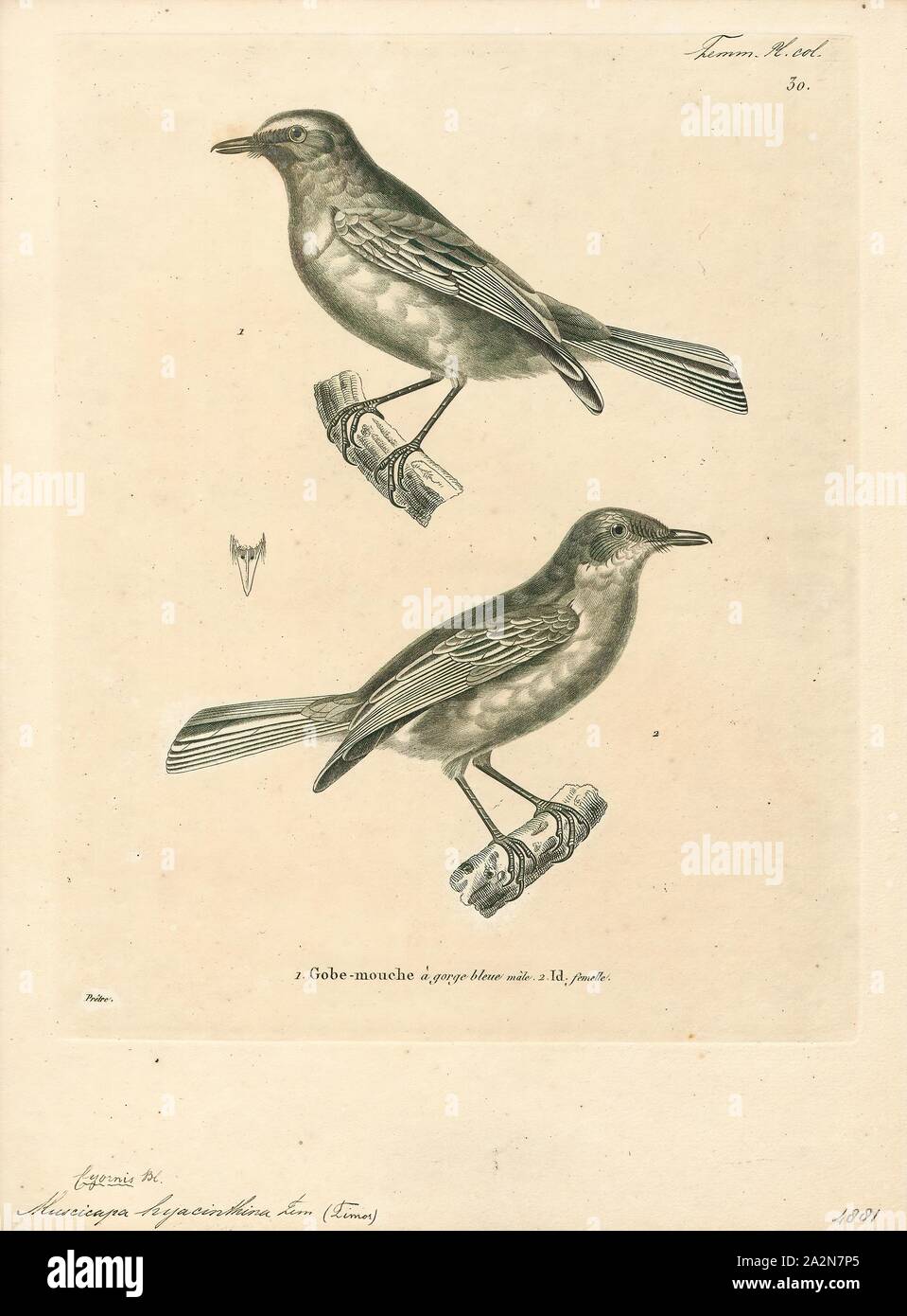 Niltava hyacinthina, Stampa, Niltava (da niltau, Nepalese per N. sundara) è un genere di uccelli passerine nel Vecchio Mondo famiglia flycatcher Muscicapidae., 1700-1880 Foto Stock