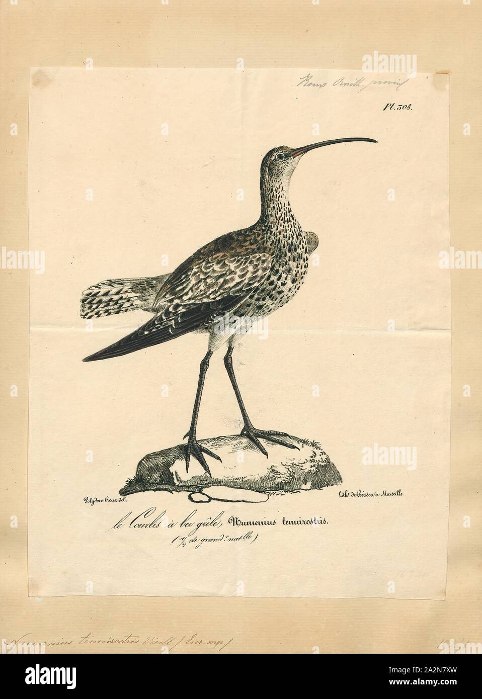 Numenius tenuirostris, stampa la slanciata fatturato (curlew Numenius tenuirostris) è un uccello della famiglia wader Scolopacidae. Esso razze le paludi e le torbiere nella taiga della Siberia e migratorie, precedentemente svernano in poco profonda habitat di acqua dolce di tutto il Mediterraneo. Questa specie si è verificato in un vagabondo in Europa occidentale, Isole Canarie, Azzorre, Oman, il Canada e il Giappone, 1825-1830 Foto Stock