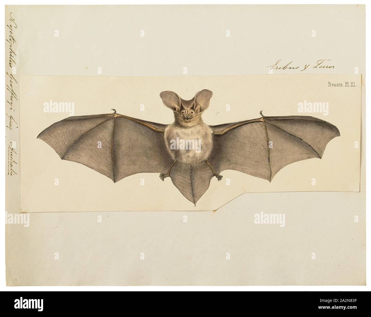 Nyctophilus geoffroyi, stampa Nyctophilus geoffroyi è un vespertilionid bat, un volo notturno di mammifero presenti in Australia, la specie è relativamente comune. Essi sono stati indicati come il minore long-eared bat., 1700-1880 Foto Stock