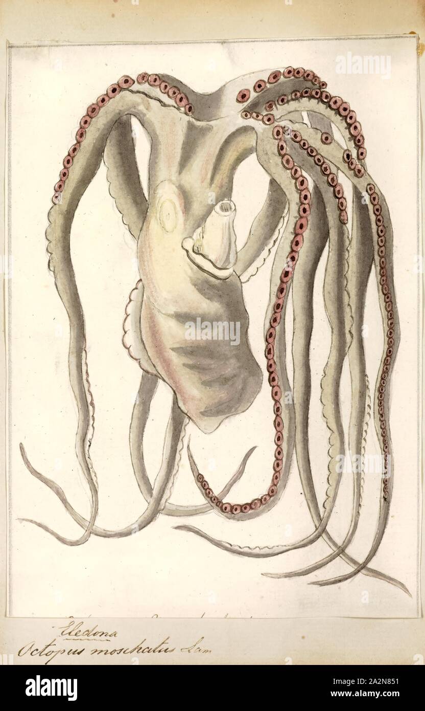 Il polpo moschatus, stampa Eledone moschata, musky octopus, è una specie di polpo appartenenti alla famiglia Octopodidae Foto Stock