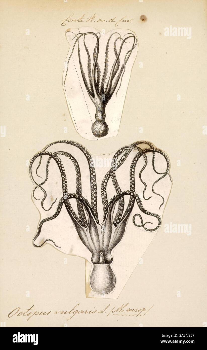 Octopus vulgaris, stampa il polpo (Octopus vulgaris) è un mollusco appartenente alla classe cefalopodi. Octopus vulgaris è il più studiato di tutte le specie di polpo. Essa è considerata cosmopolita, che è una specie di globale che spazia dall'Atlantico orientale, si estende dal Mar Mediterraneo e dalla costa meridionale dell'Inghilterra, almeno al Senegal in Africa. Essa si verifica anche al largo delle Azzorre, Canarie e Isole di Capo Verde. La specie è comune anche nell'Atlantico occidentale. Il polpo di caccia al crepuscolo. Granchi e gamberi di fiume, e molluschi bivalvi (due-sgusciate, come cardidi Foto Stock